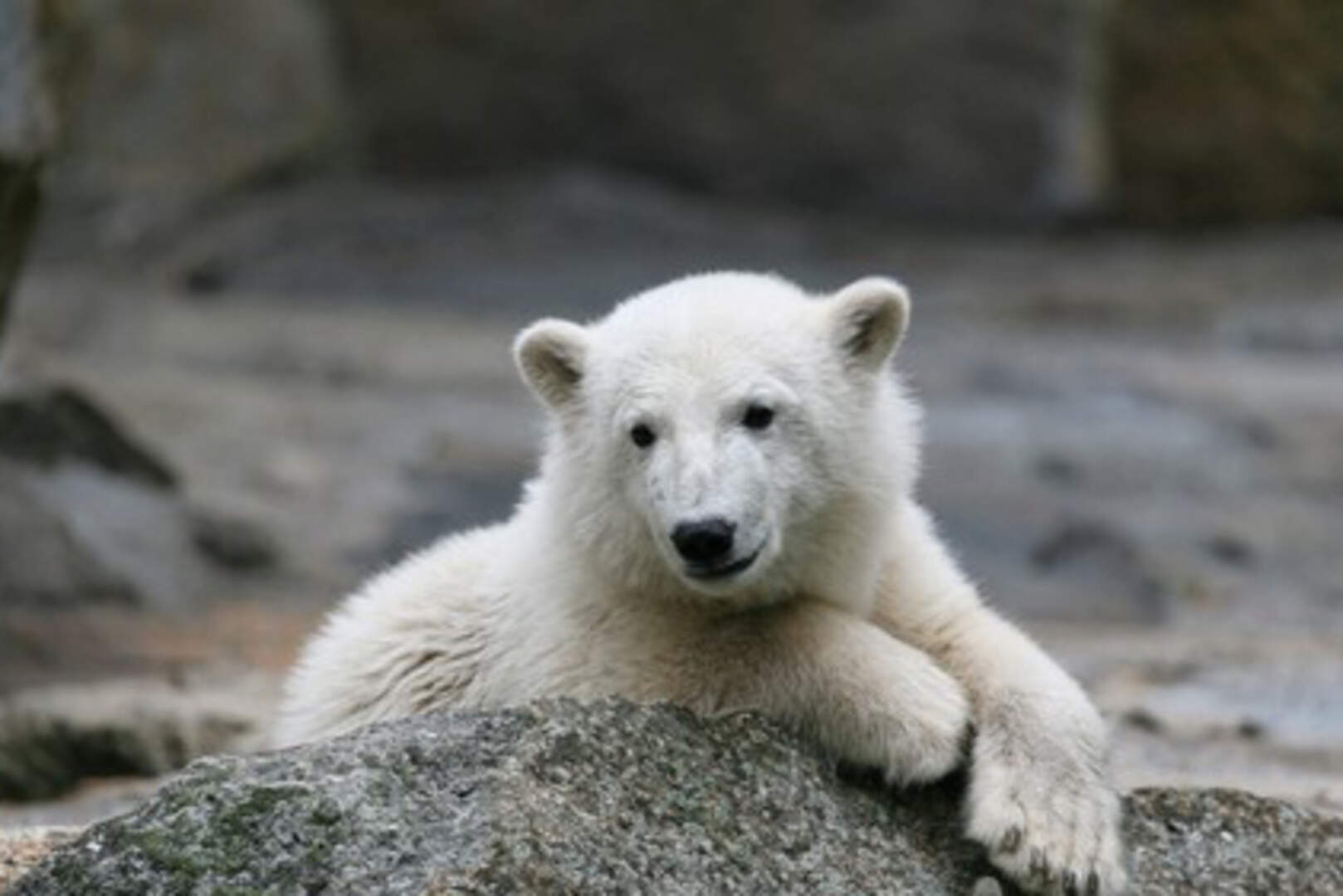 Knut the polar bear