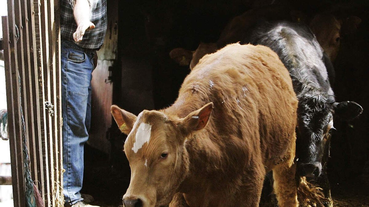 Angus and Hereford trade surges as beef price lift filters through marts