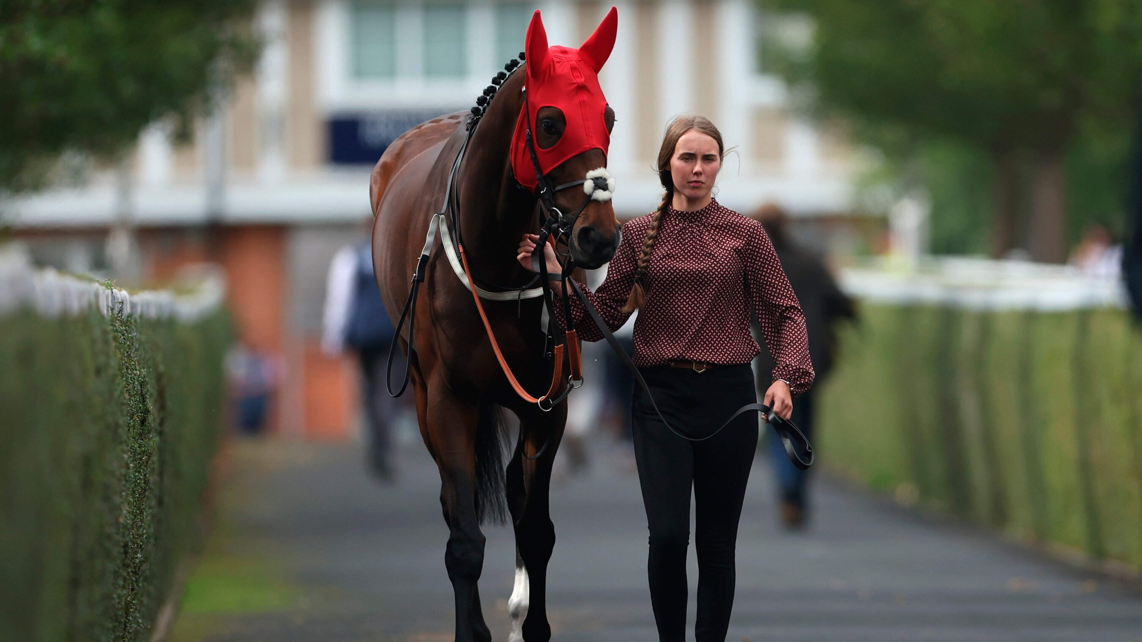 Wayne Bailey: Sea Lantern can leave Cesarewitch rivals in the shade