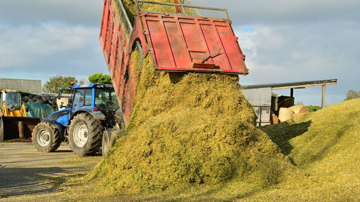 A window opens: why maize should be part of your winter forage plan ...