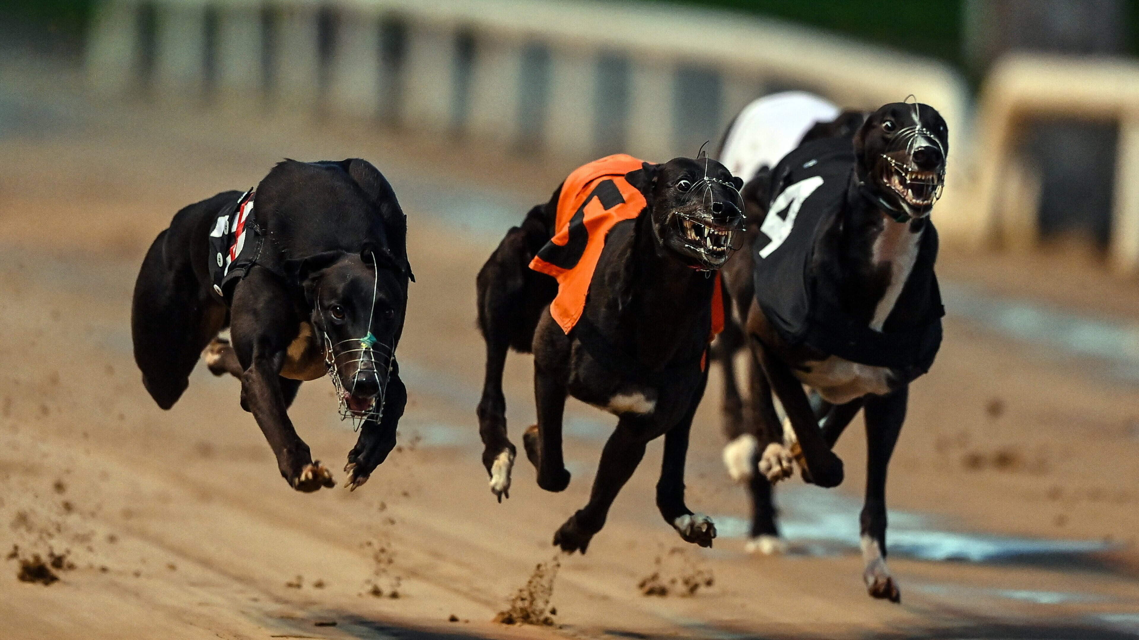 Unanimous Tobi storms to convincing success at Enniscorthy greyhound stadium