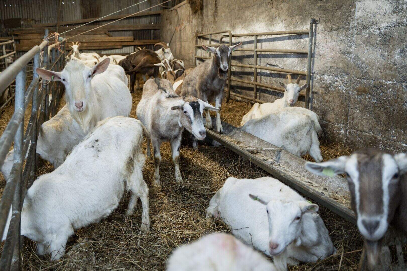 Meet the award-winning Limerick farmer bringing the goat sector to the ...