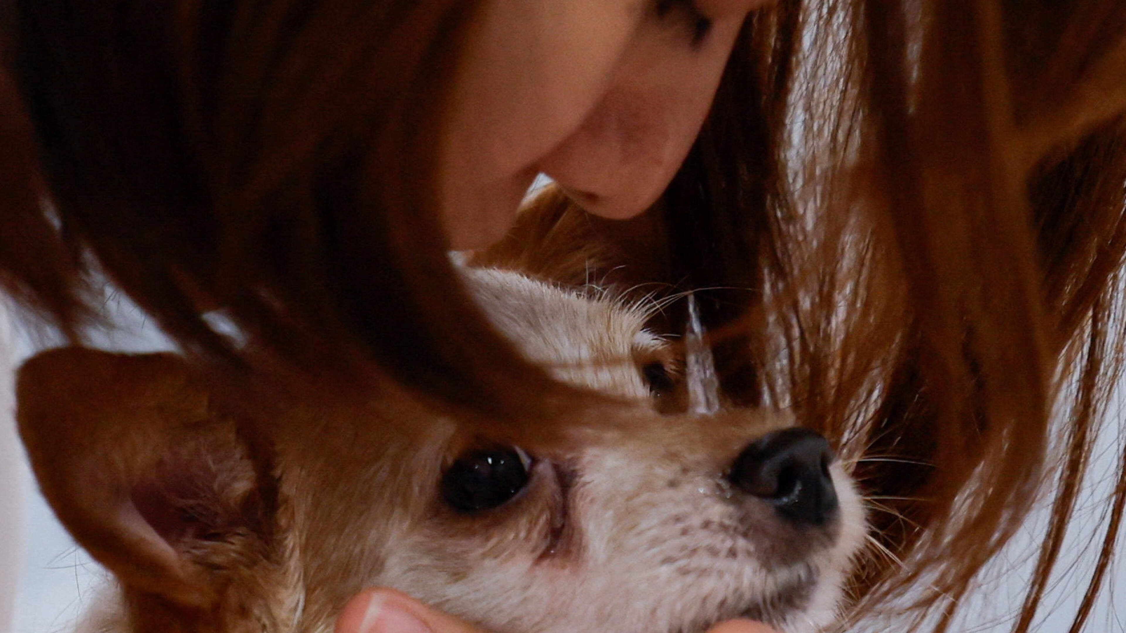Your dog can spot when you are happy, sad or scared, scientists find