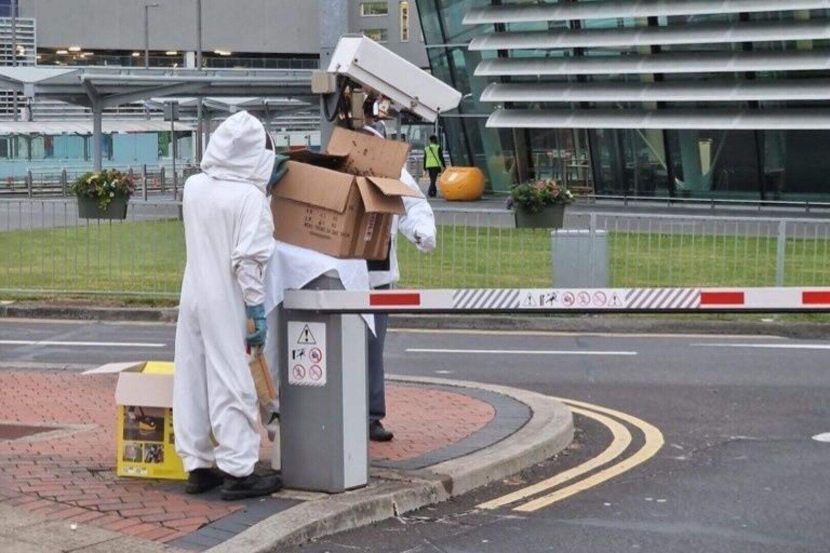 Dublin Airport ‘buzzing’ as 5,000 honey bees removed from near Terminal ...