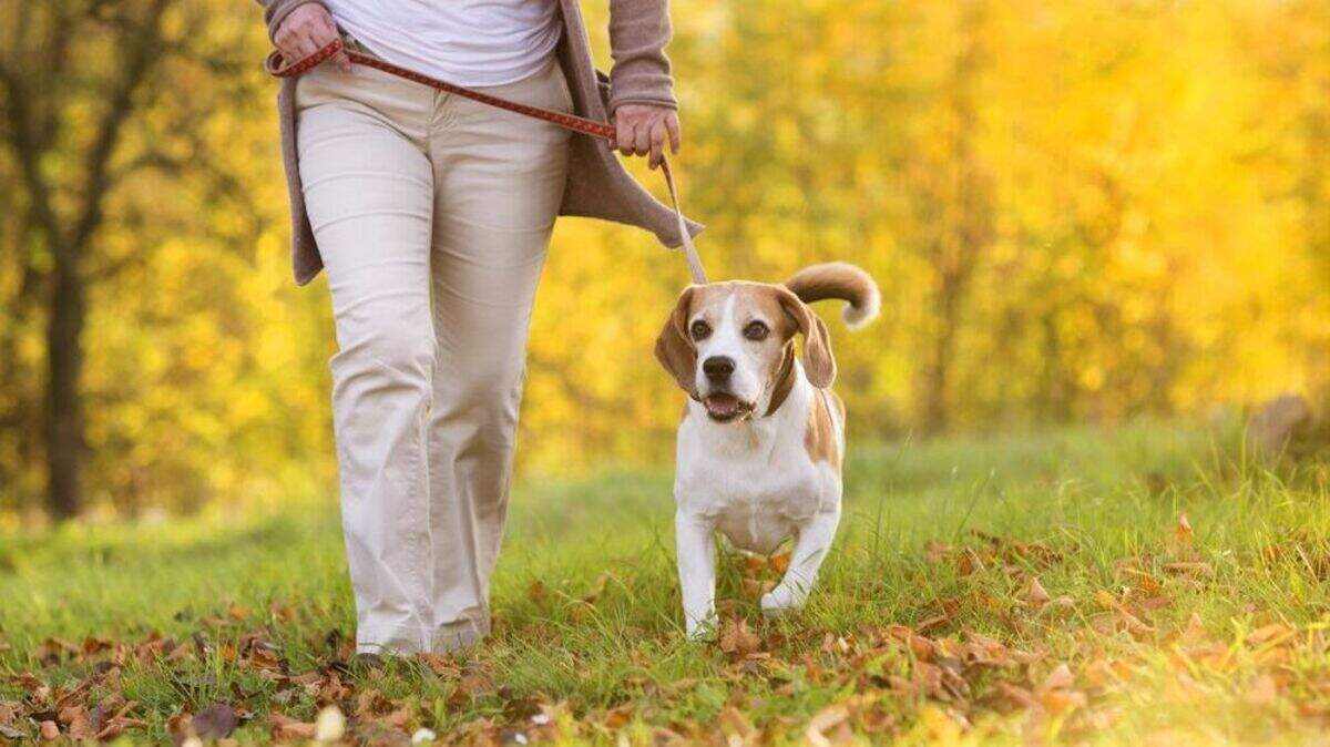 Gallery Detail: Calls For Investigation Into Dog Poisoning Incident In North Dublin