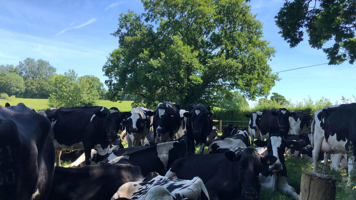Don't scalp your hedges, farmers warned after summer heatwaves