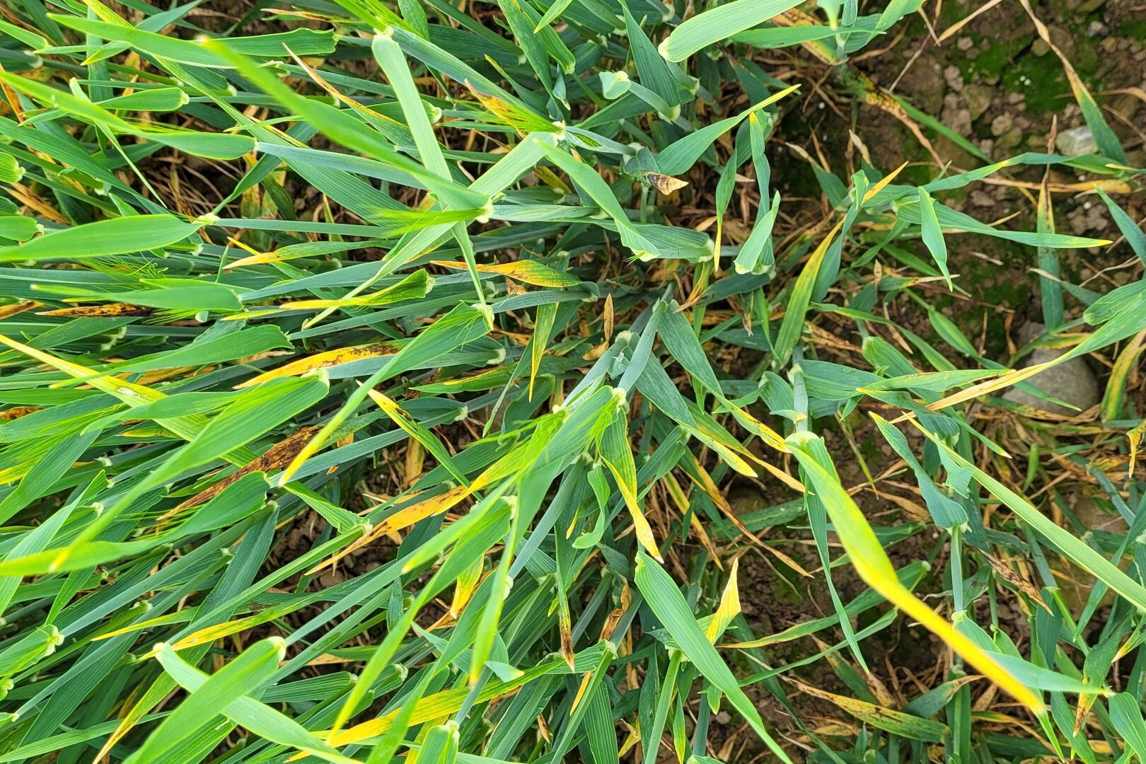 The Barley Yellow Dwarf Virus mistake we didn’t see coming and what it ...