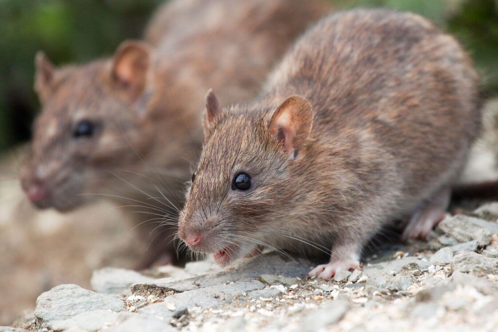 Concerns raised over increased rat activity at rapidly expanding Louth ...