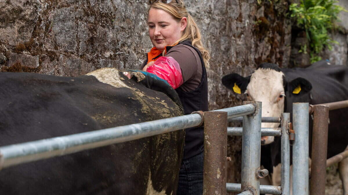 From culinary arts to cattle breeding: Meet one of Ireland's only female AI technicians