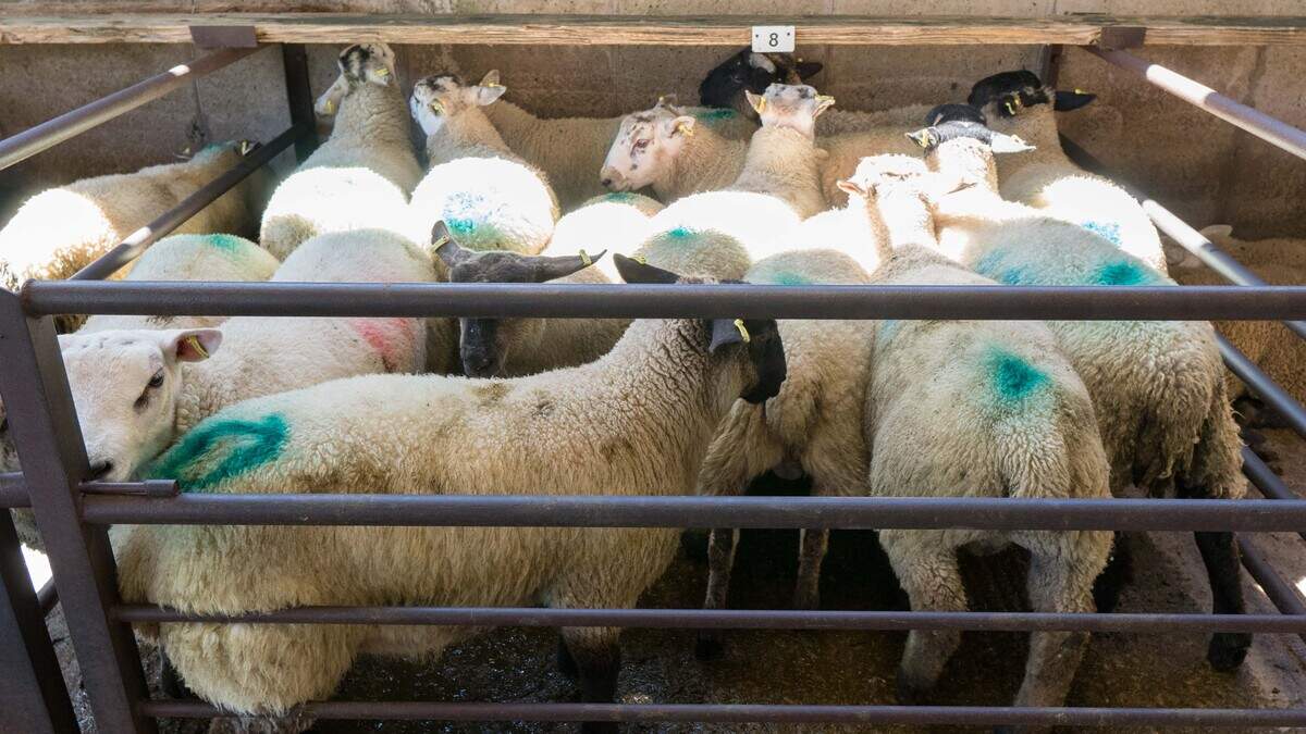 Factory cuts hit lamb trade despite strong demand