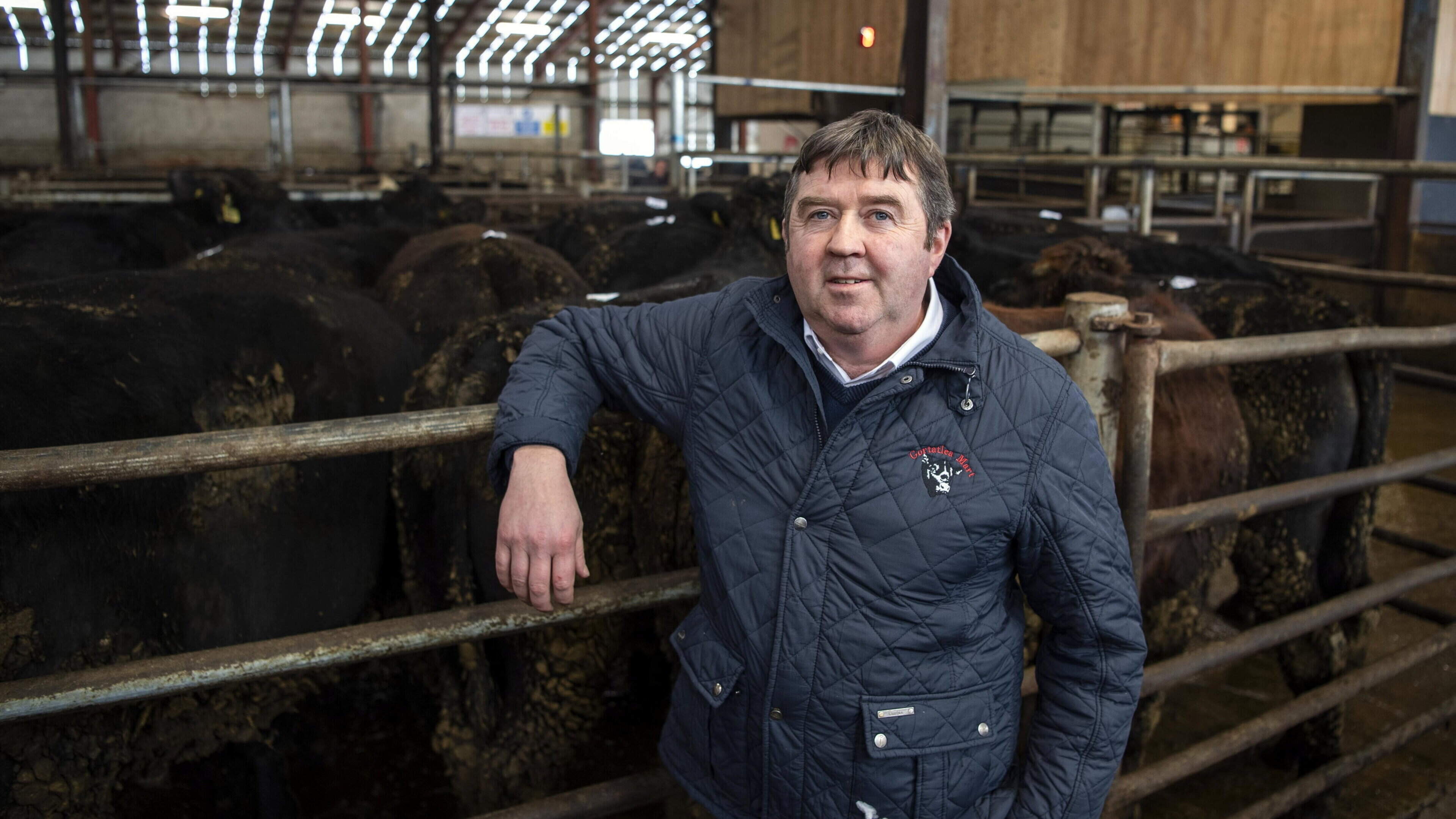 Beef prices back by up to €500/hd while weanlings and stores make up to €6/kg