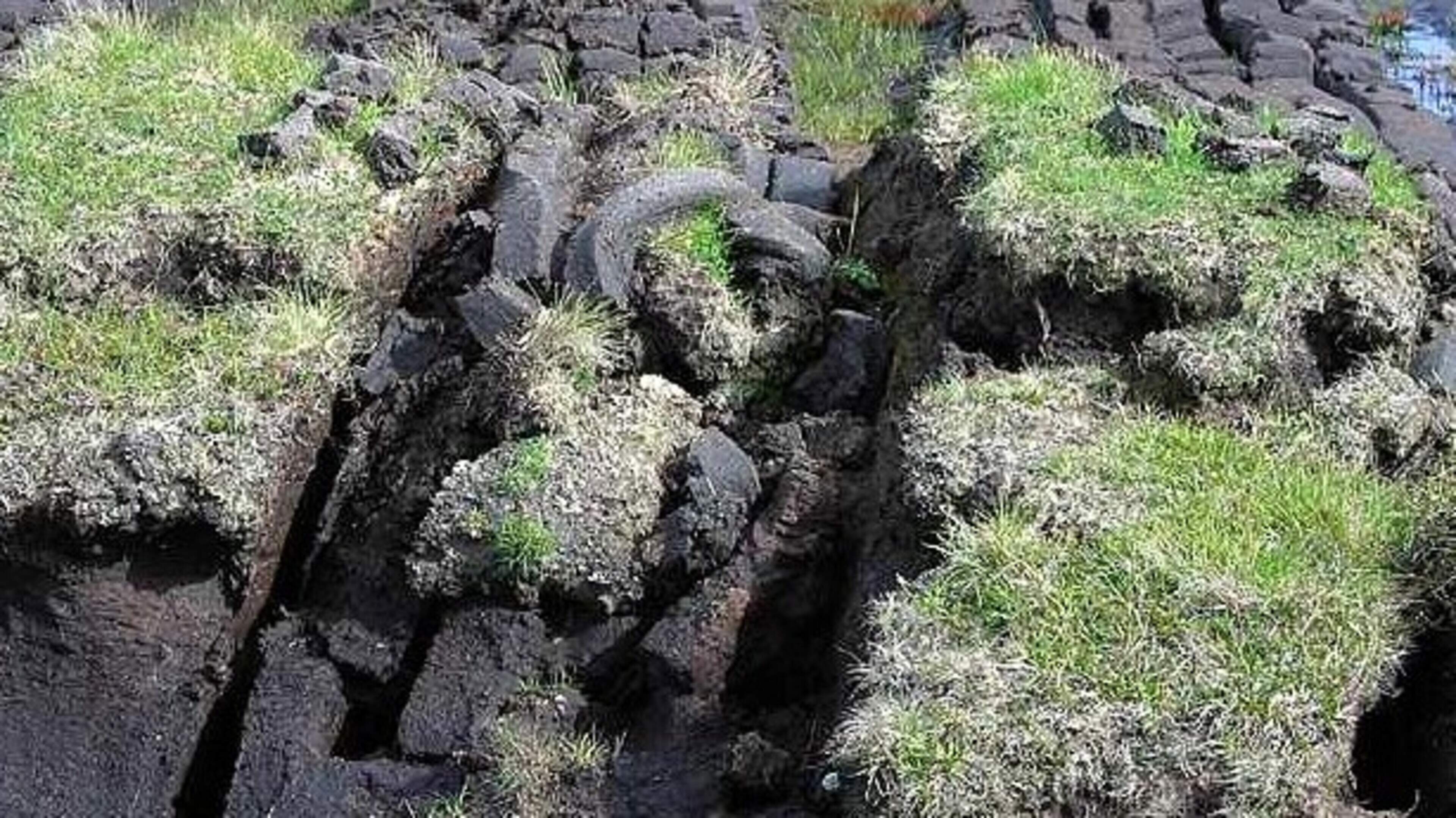 Nature Trail: Attitudes to bogs and peat are changing as  climate crisis accelerates