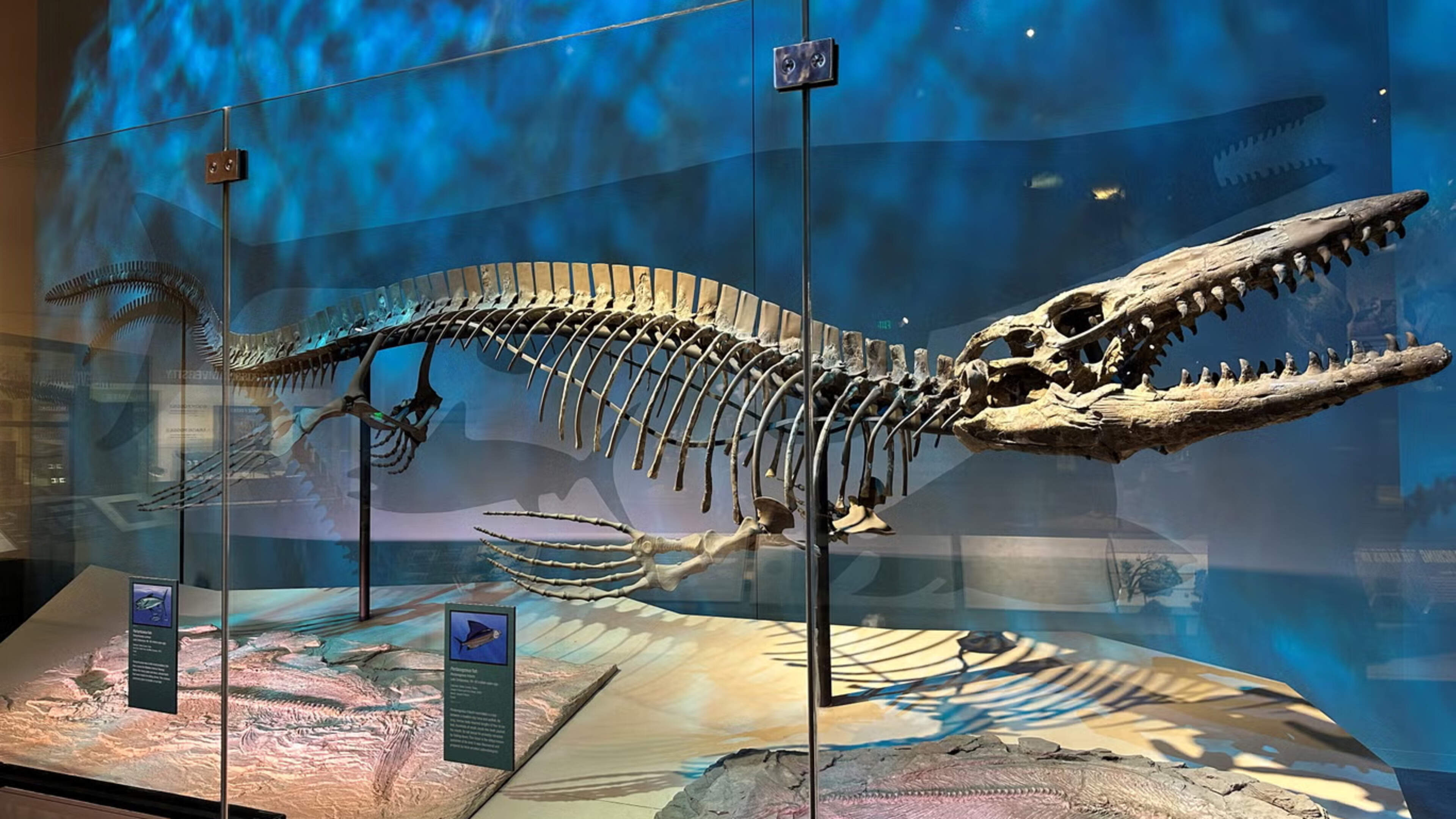 Scientists discover new marine T rex that was twice size of great white sharks and ‘meaner than any mosasaur’