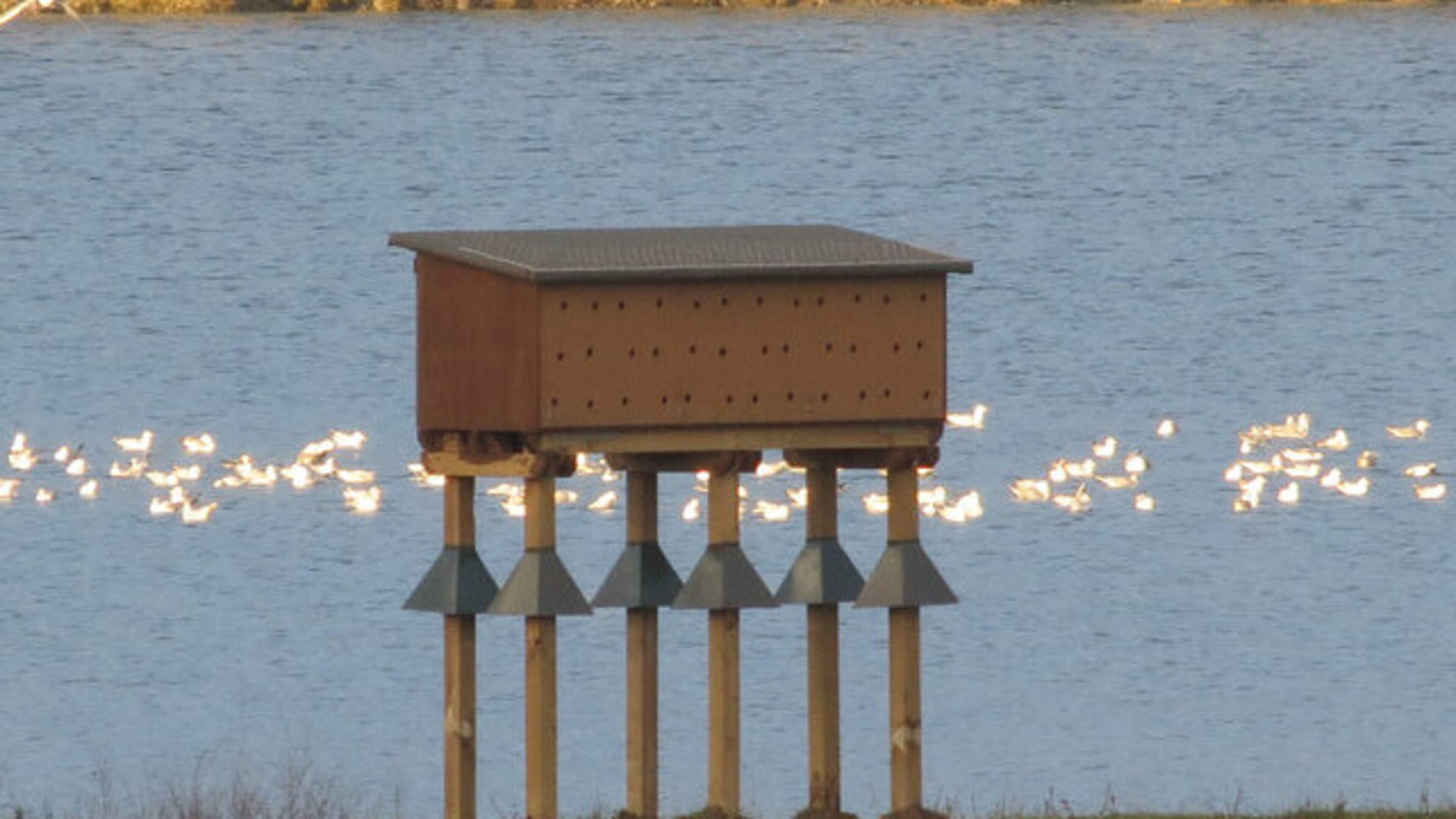How Galway volunteers are working to  protect declining bird species using a ‘nesting wall’