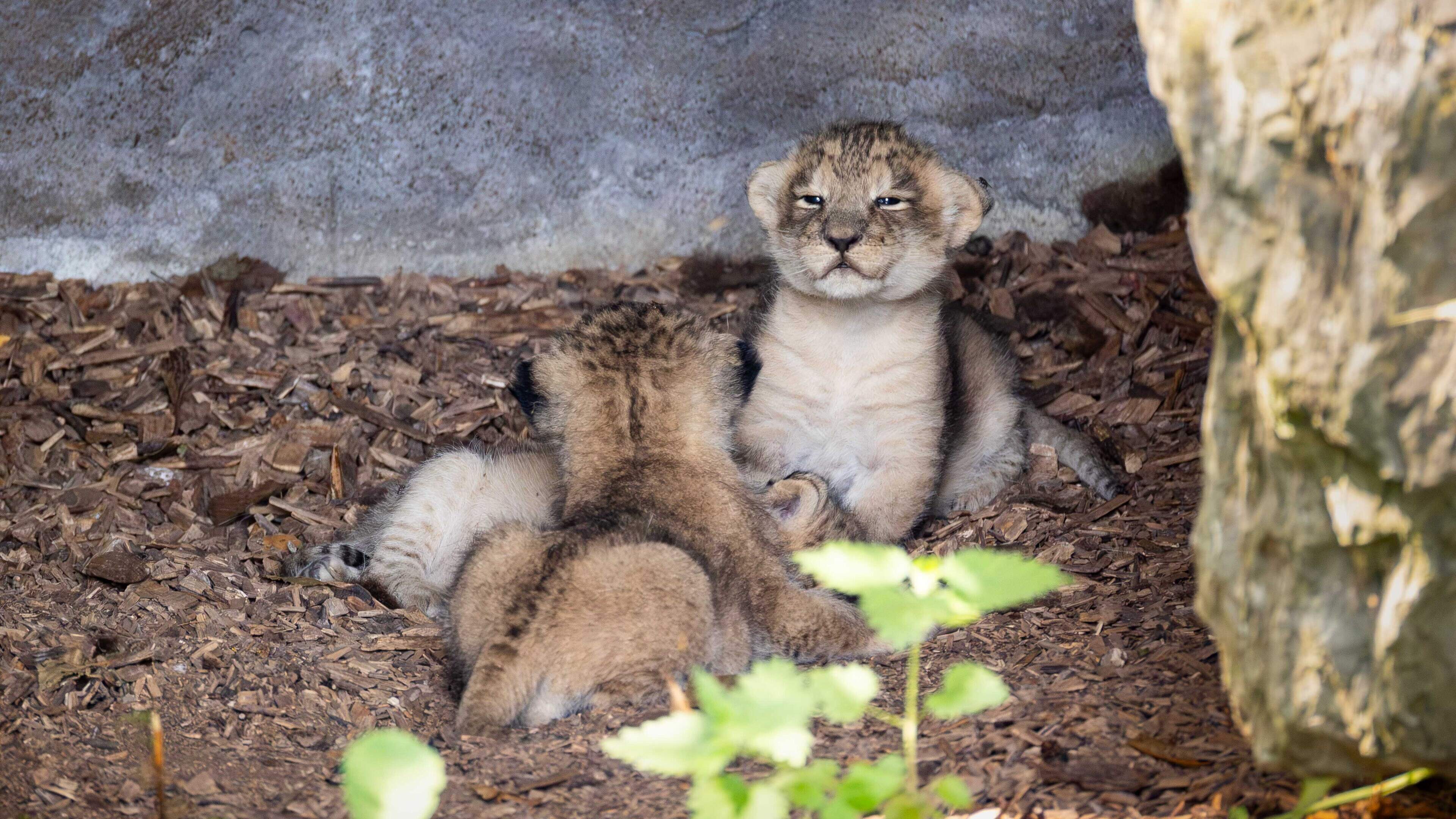 First-ever double birth of critically endangered tiger and lion cubs takes place at Fota Wildlife Park