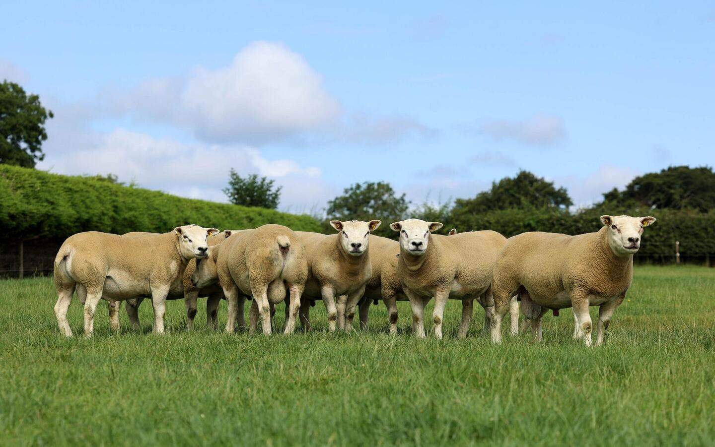 ‘New Zealand crossing boosted my lamb performance by 50pc’ | Irish ...