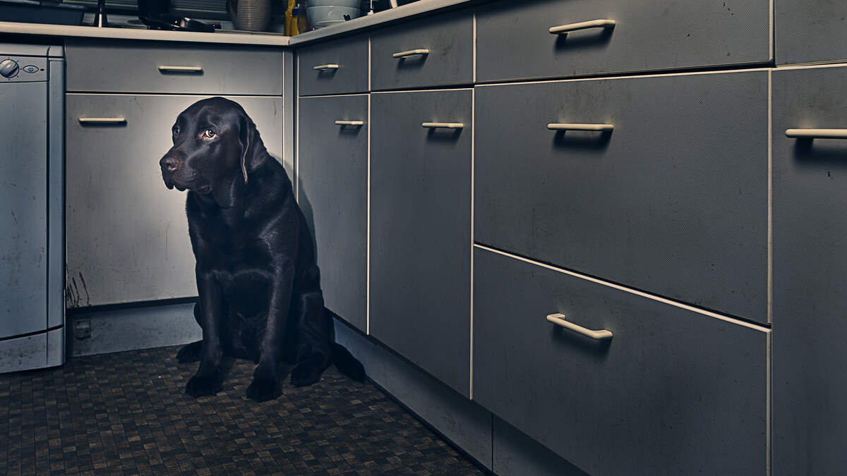 Visually impaired Louth woman says fireworks turn home into prison for herself and guide dog Jess