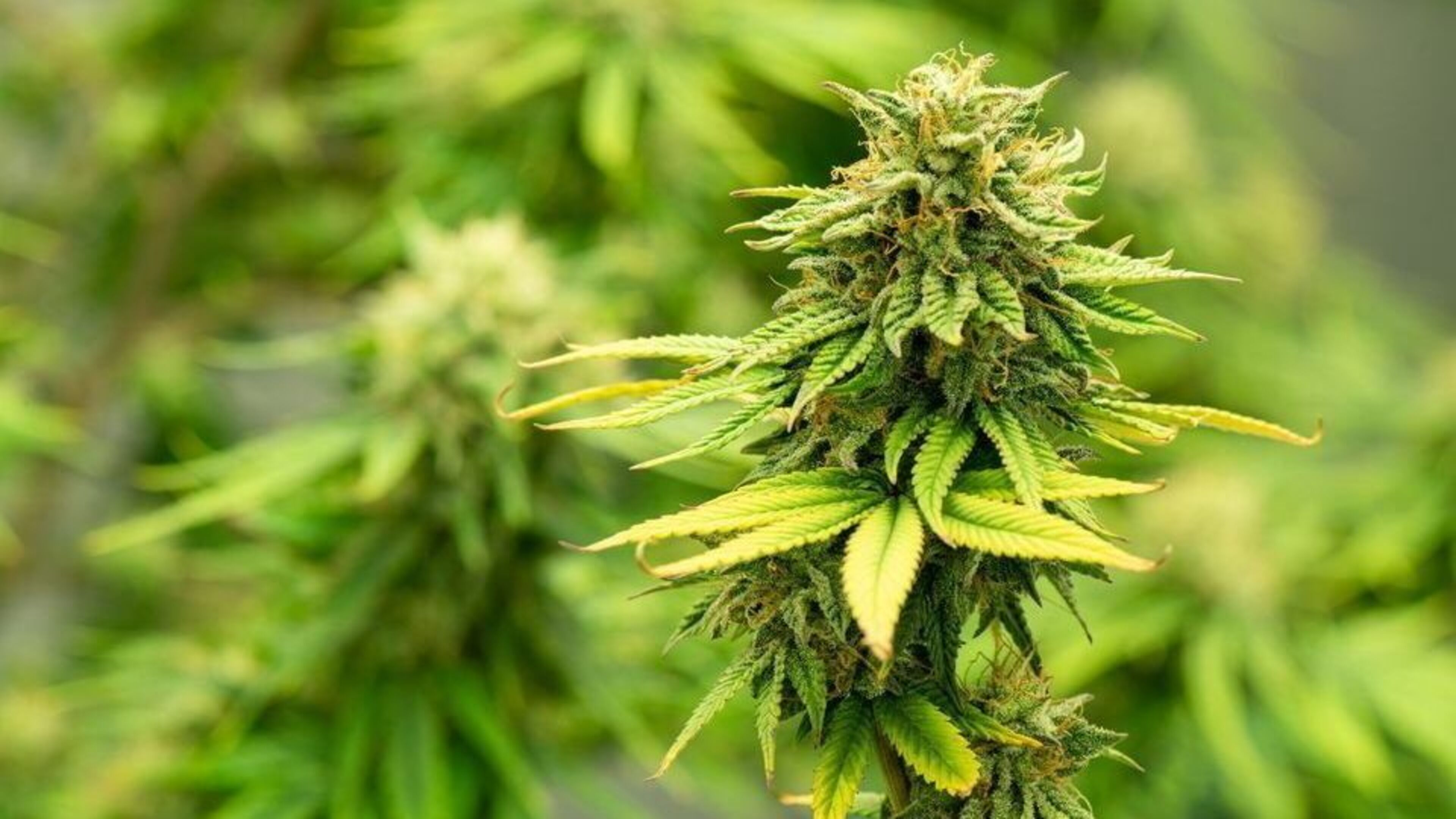€1.6 million of cannabis seized after multi-agency operation in Cork