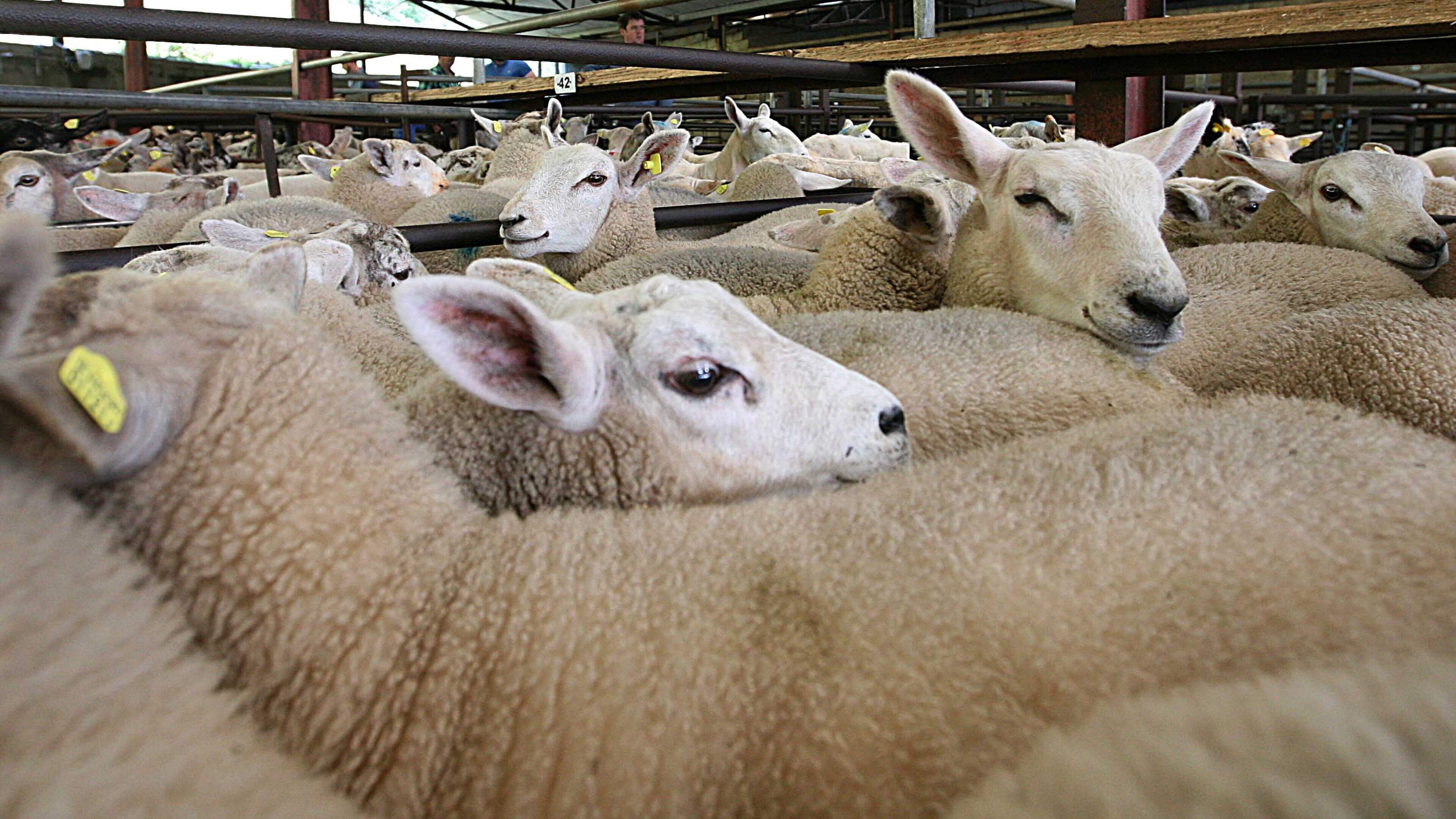 Sheep trade holds steady as prices stabilise after spring fluctuations