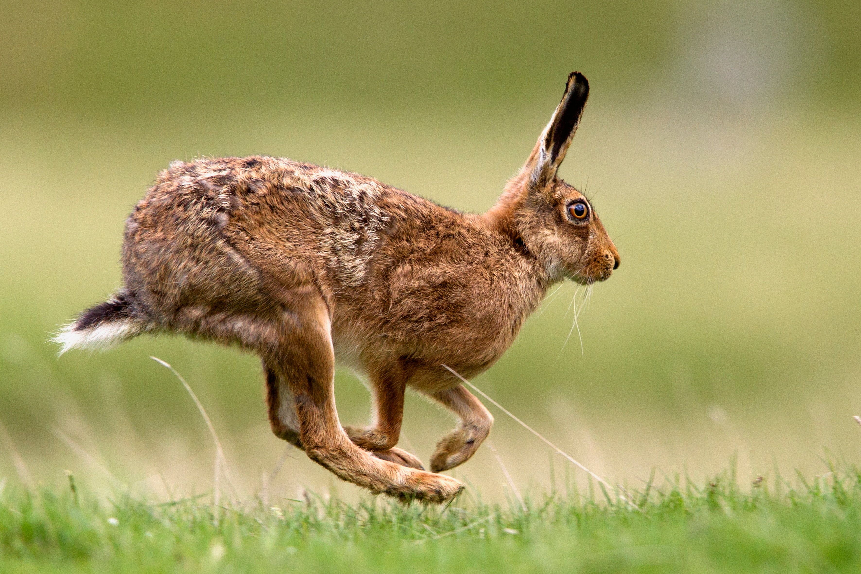 Kerry senator defends hare coursing as ‘highly regulated’ rural tradition