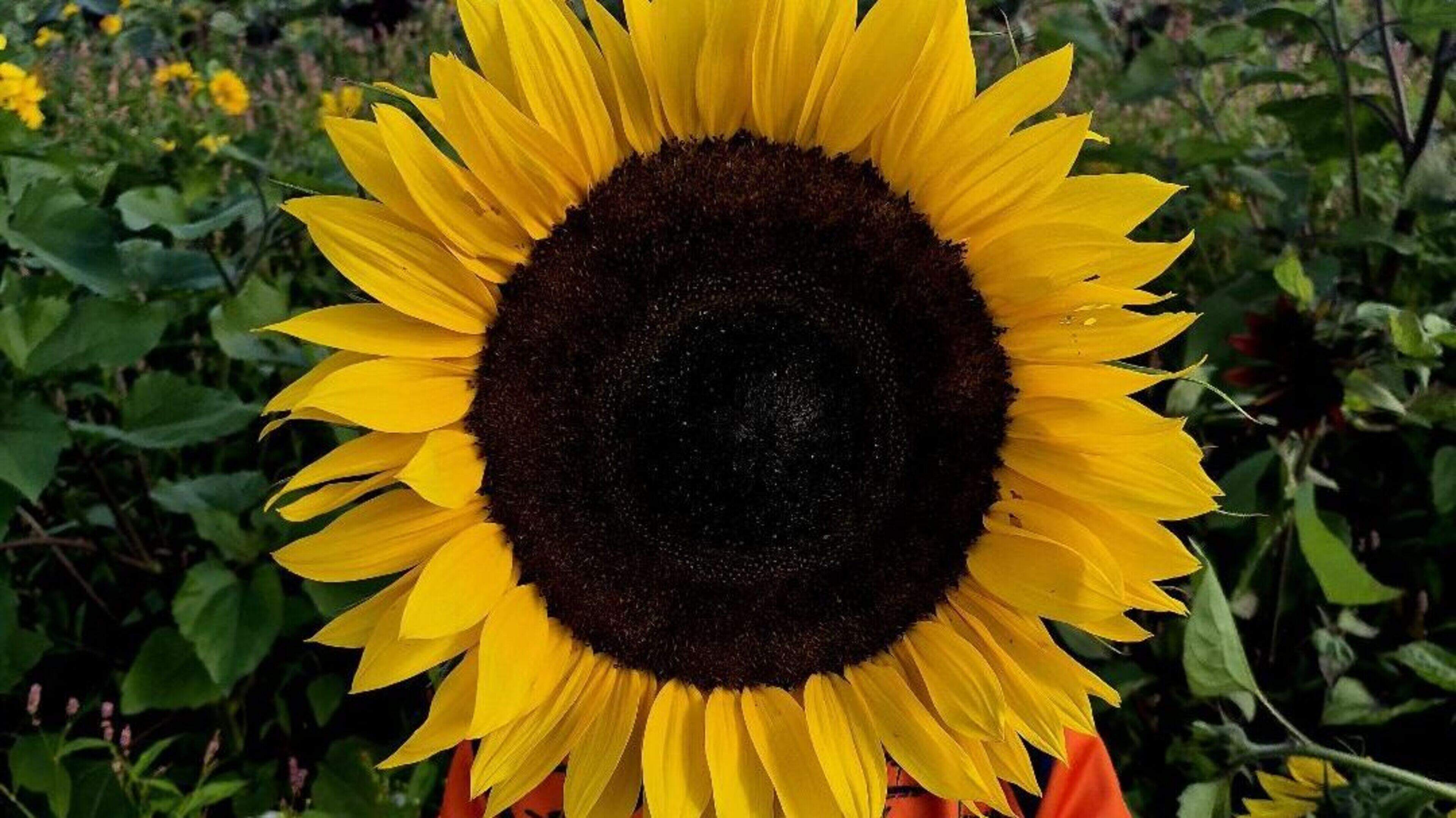 How an Instagram post inspired one of Galway’s most colourful summer attractions