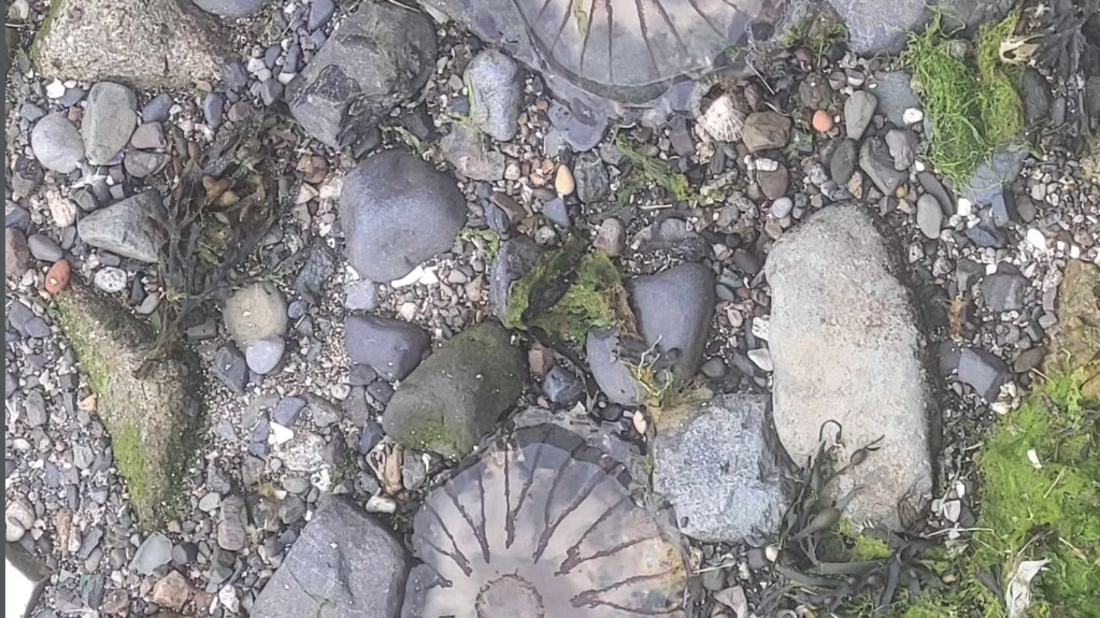 Council issues warning after compass jellyfish wash up at Dublin beach