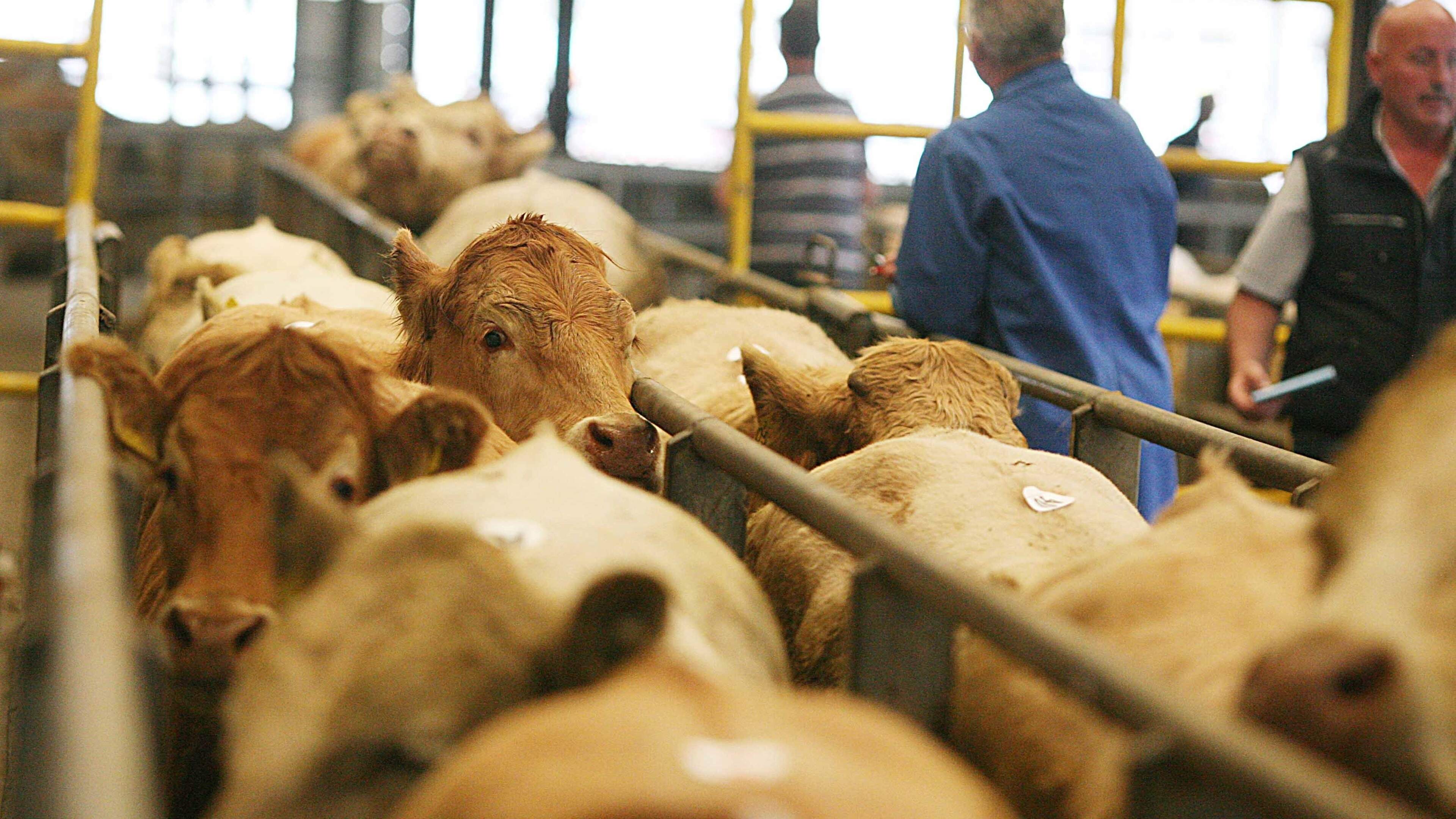 Factory cuts begin to bite as mart prices trend lower
