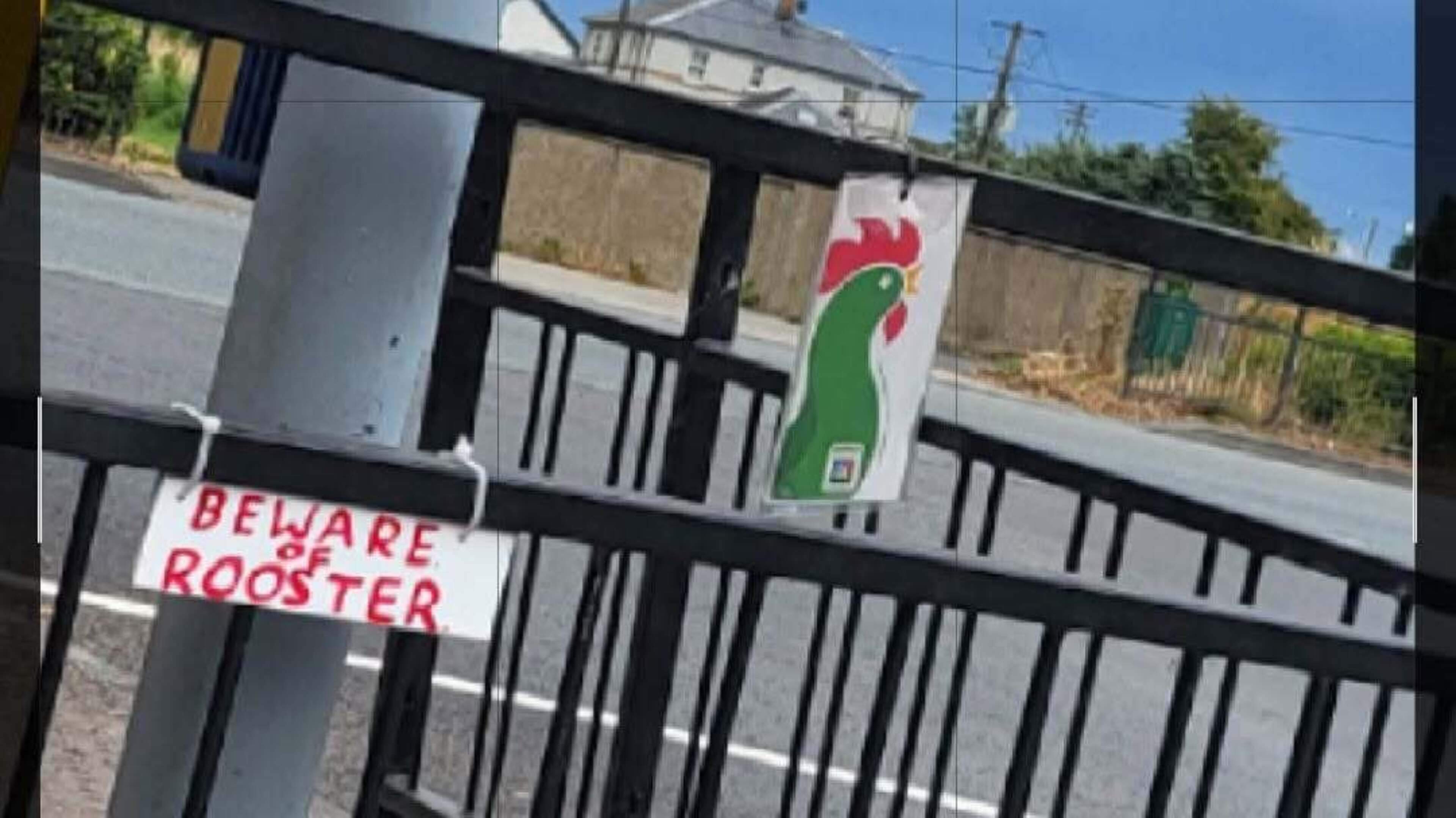 Cock-a-doodle-doo! Cement Road rooster becomes Drogheda's latest local celebrity