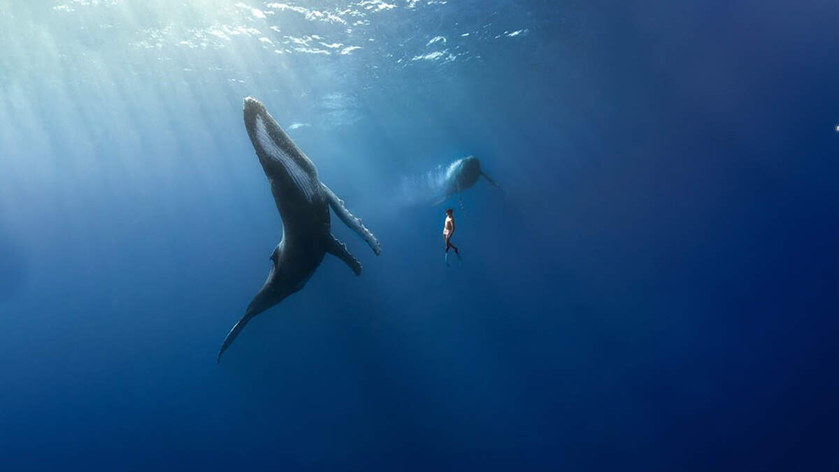 Climate Changemakers: ‘Dancing with a wild whale was the most incredible experience of my life – now I want to save them'