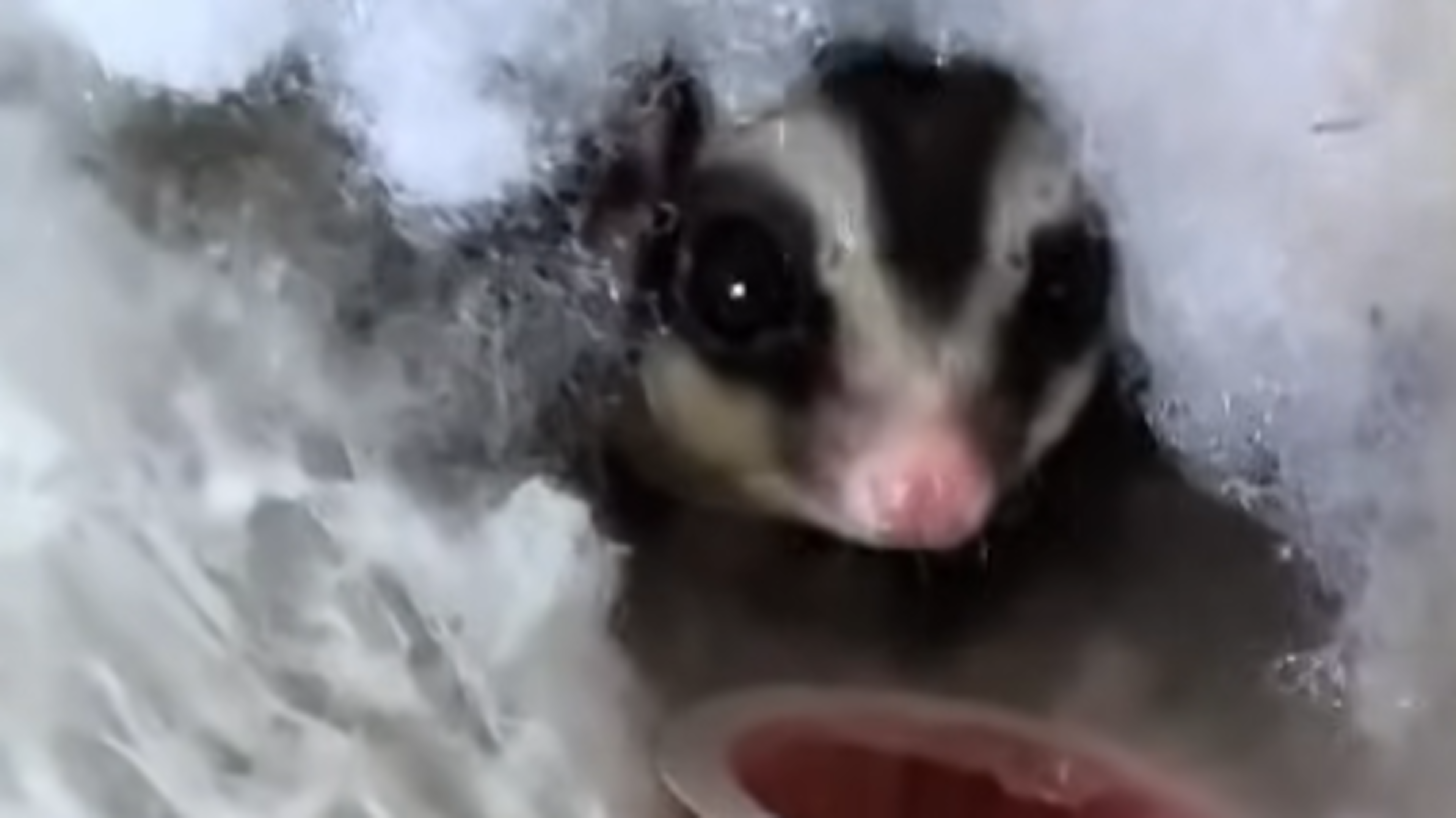 Drogheda Animal Rescue urges public to think twice before buying exotic pets
