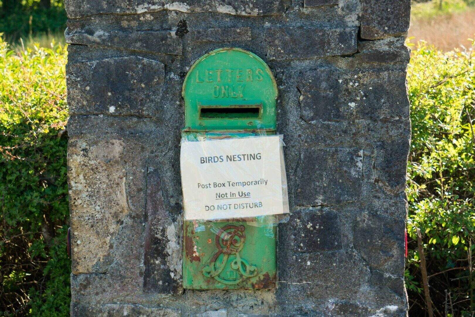 Roscommon post box closed for several weeks by nesting birds | Irish ...