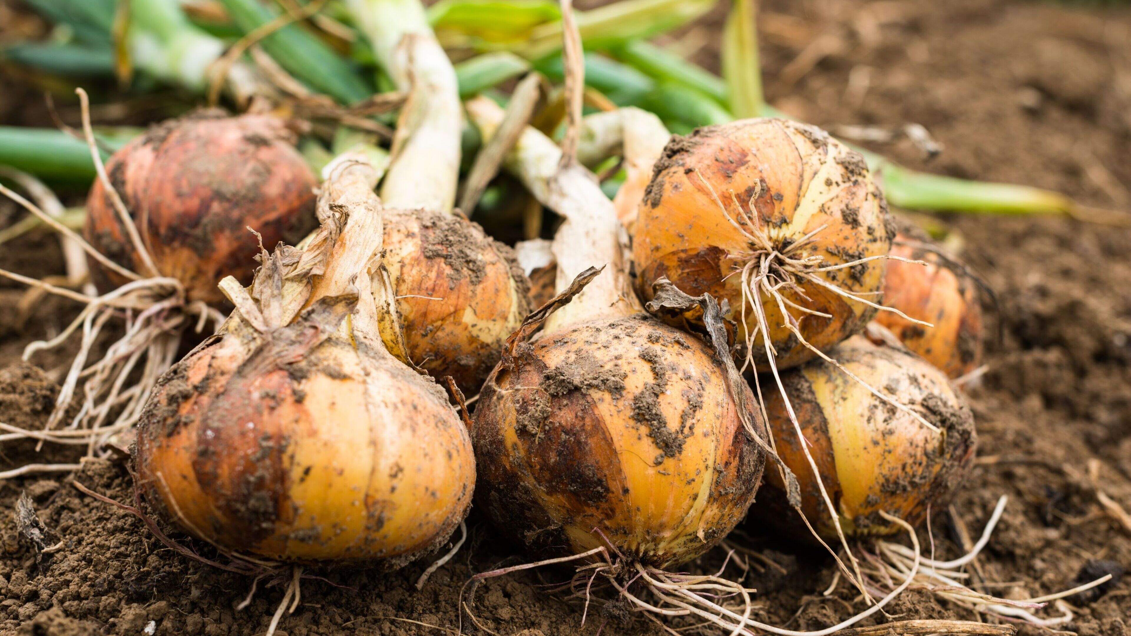 US company fired worker because of her severe onion allergy, lawsuit claims