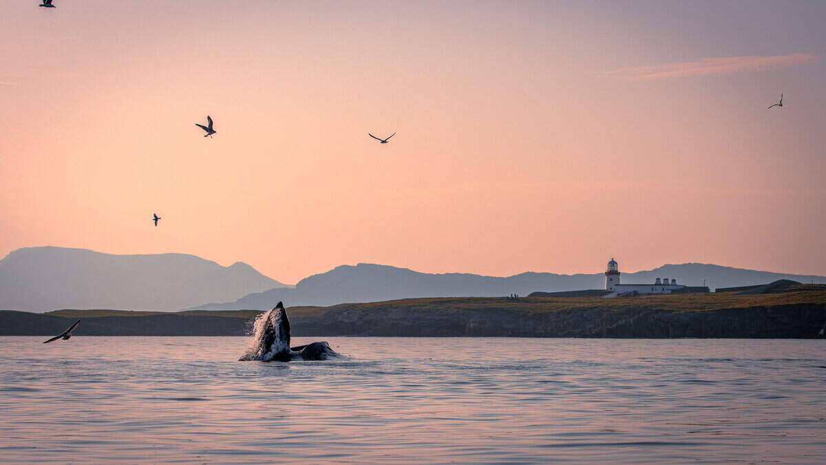 Cliffoney man scoops top prize for humpback whale photograph in Donegal Bay
