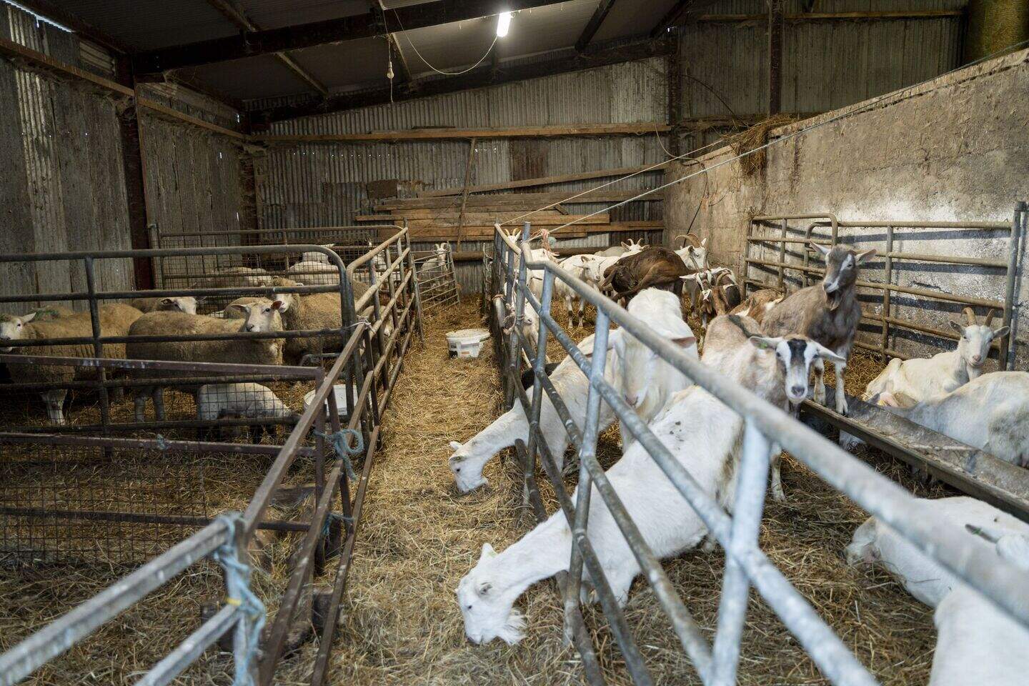 Meet the award-winning Limerick farmer bringing the goat sector to the ...