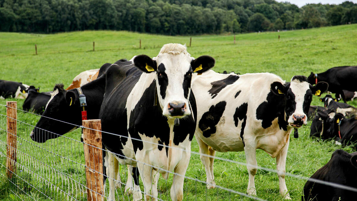 Irish farmers increasingly battling weather extremes as climate targets remain ‘off track’