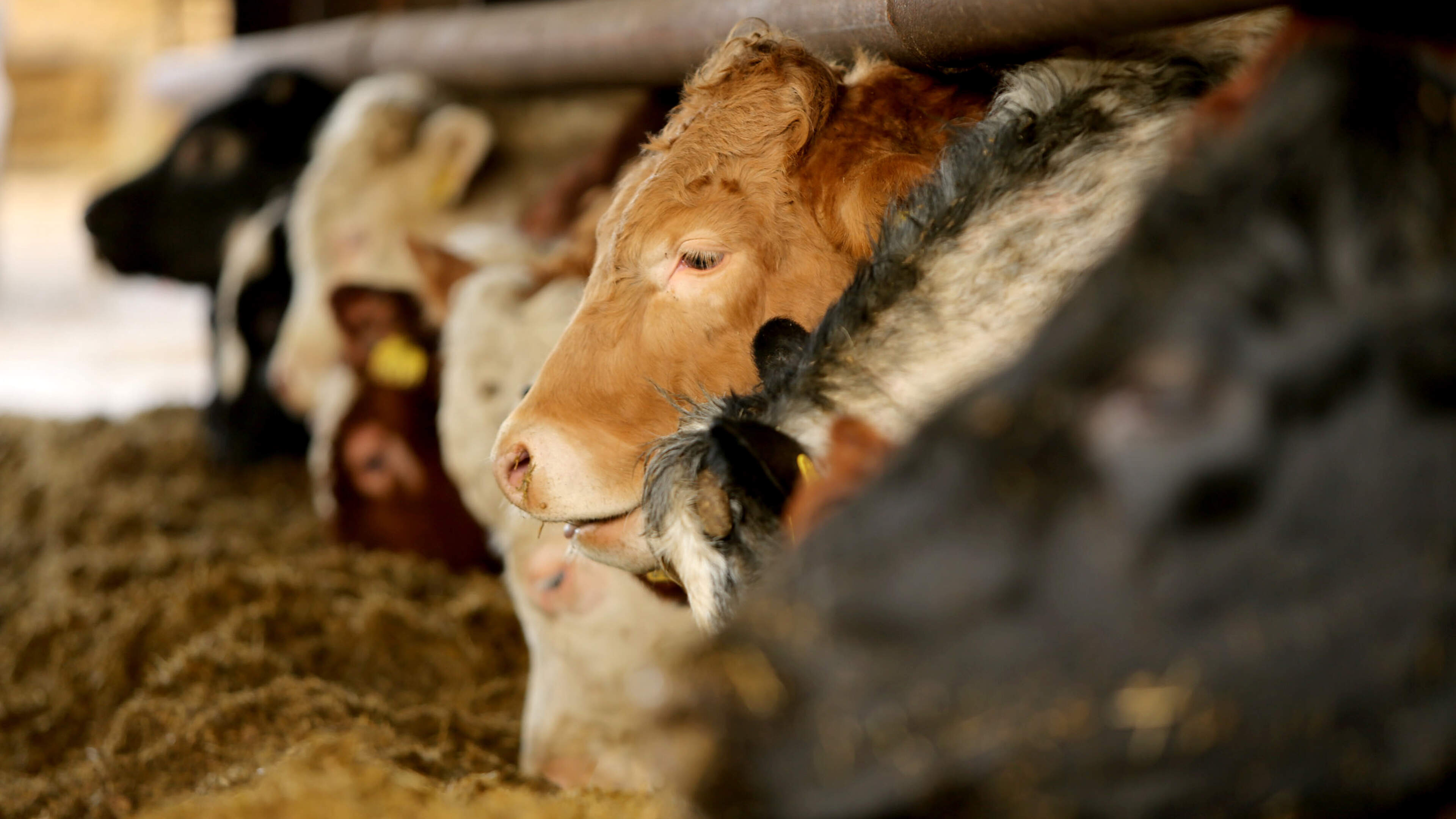 Autumn beef supplies under spotlight as cattle numbers shift