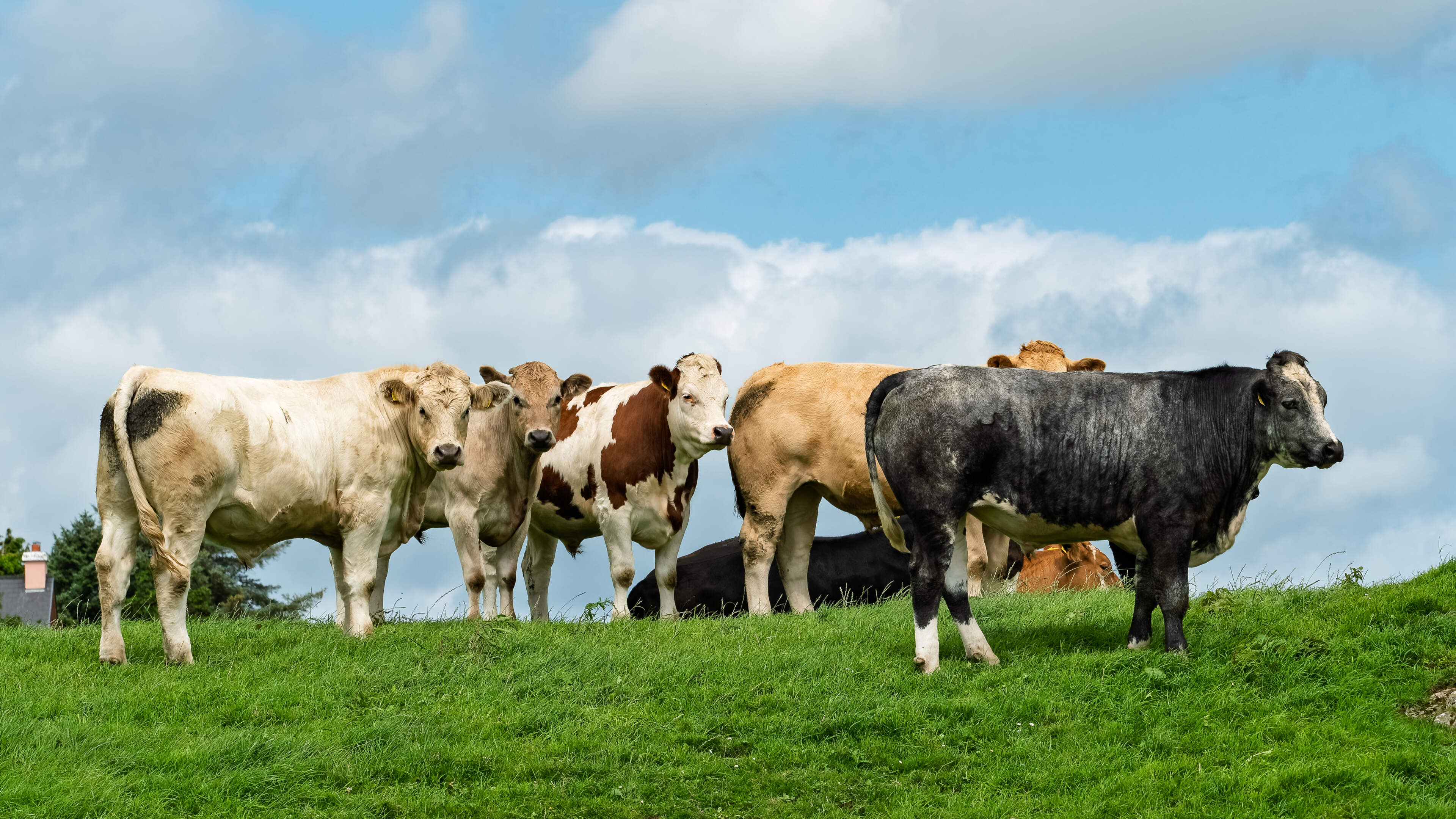 26 years on, the same story: more cattle, lower quotes