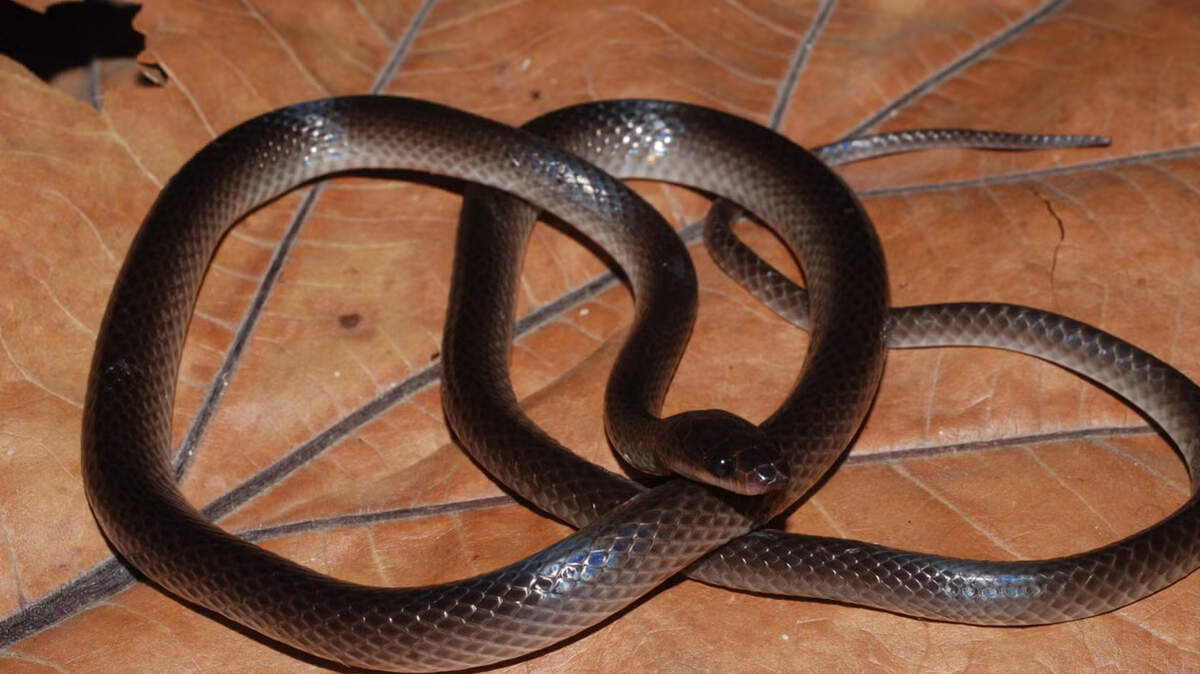 Newly discovered New Guinea snake species named after Guns N'Roses guitarist Slash
