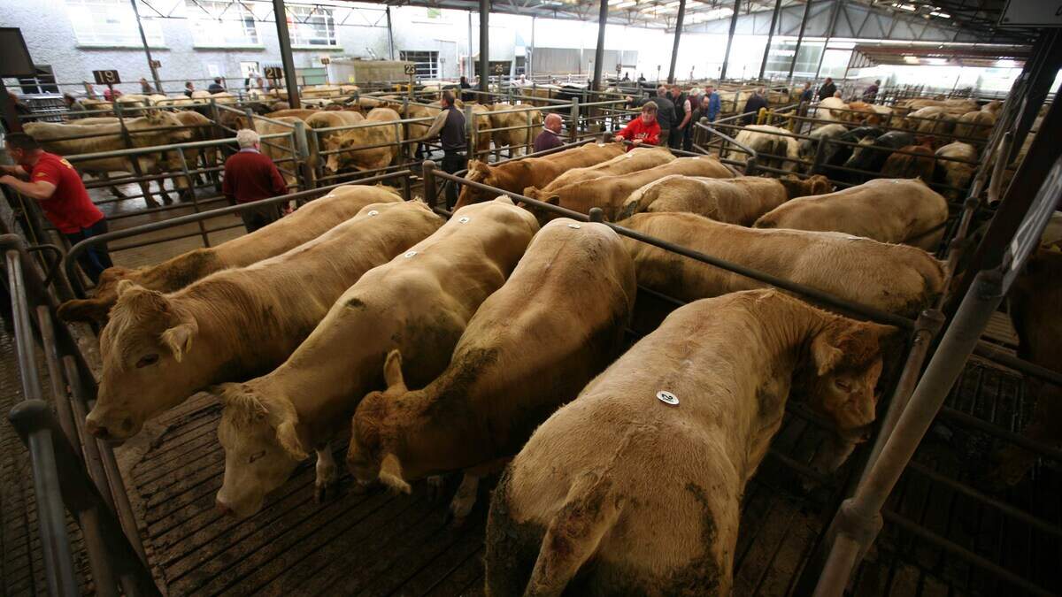 Factories fail to cool beef market as farmers hold firm on prices