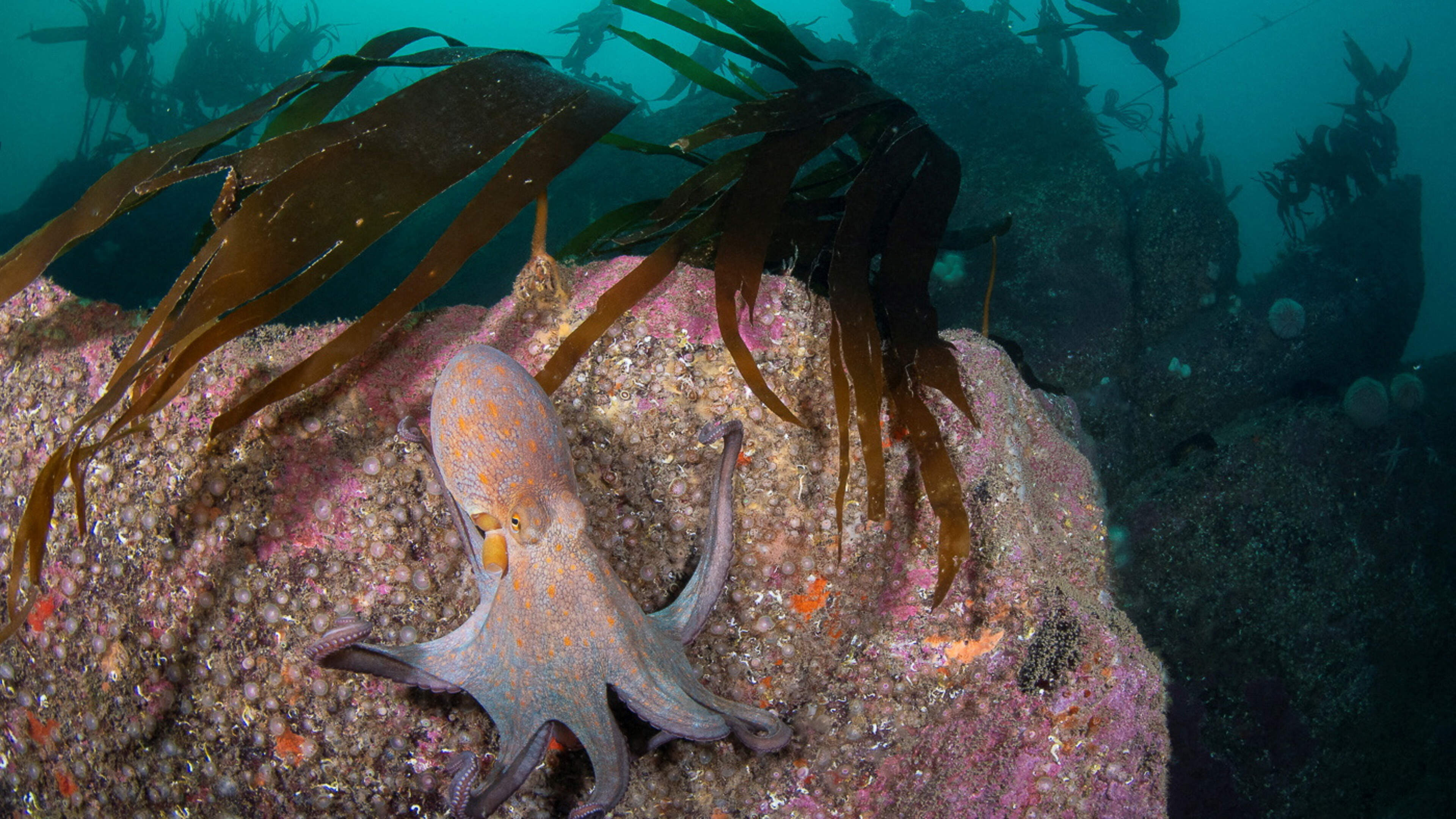 Huge rise in octopus numbers in British waters investigated by officials