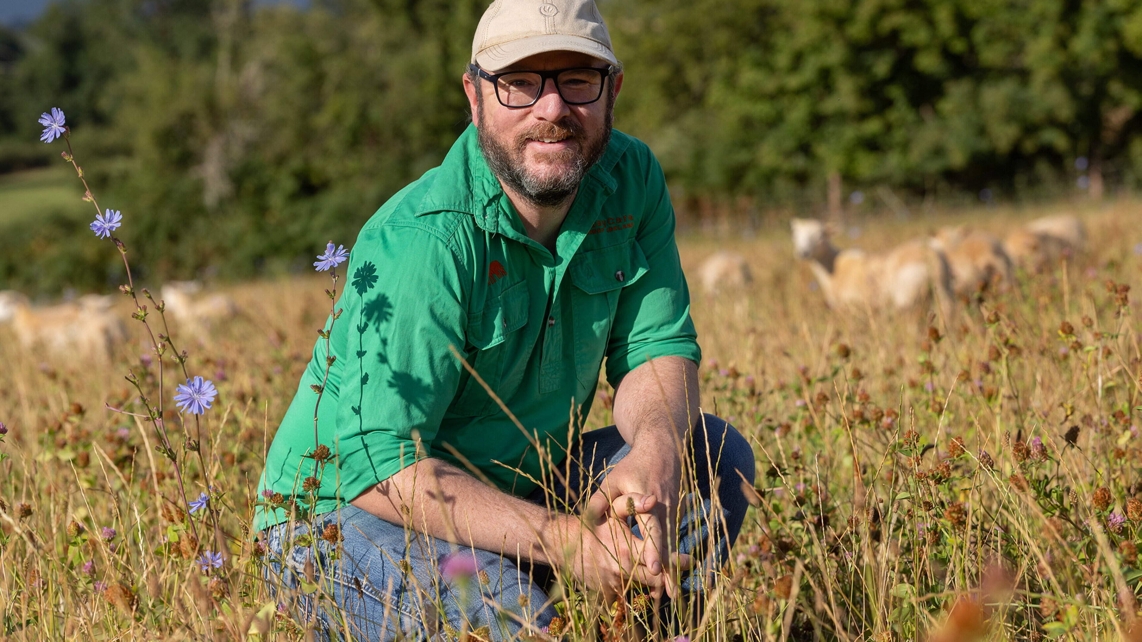 How this software engineer is using data to breed better EasyCare sheep in Tipperary