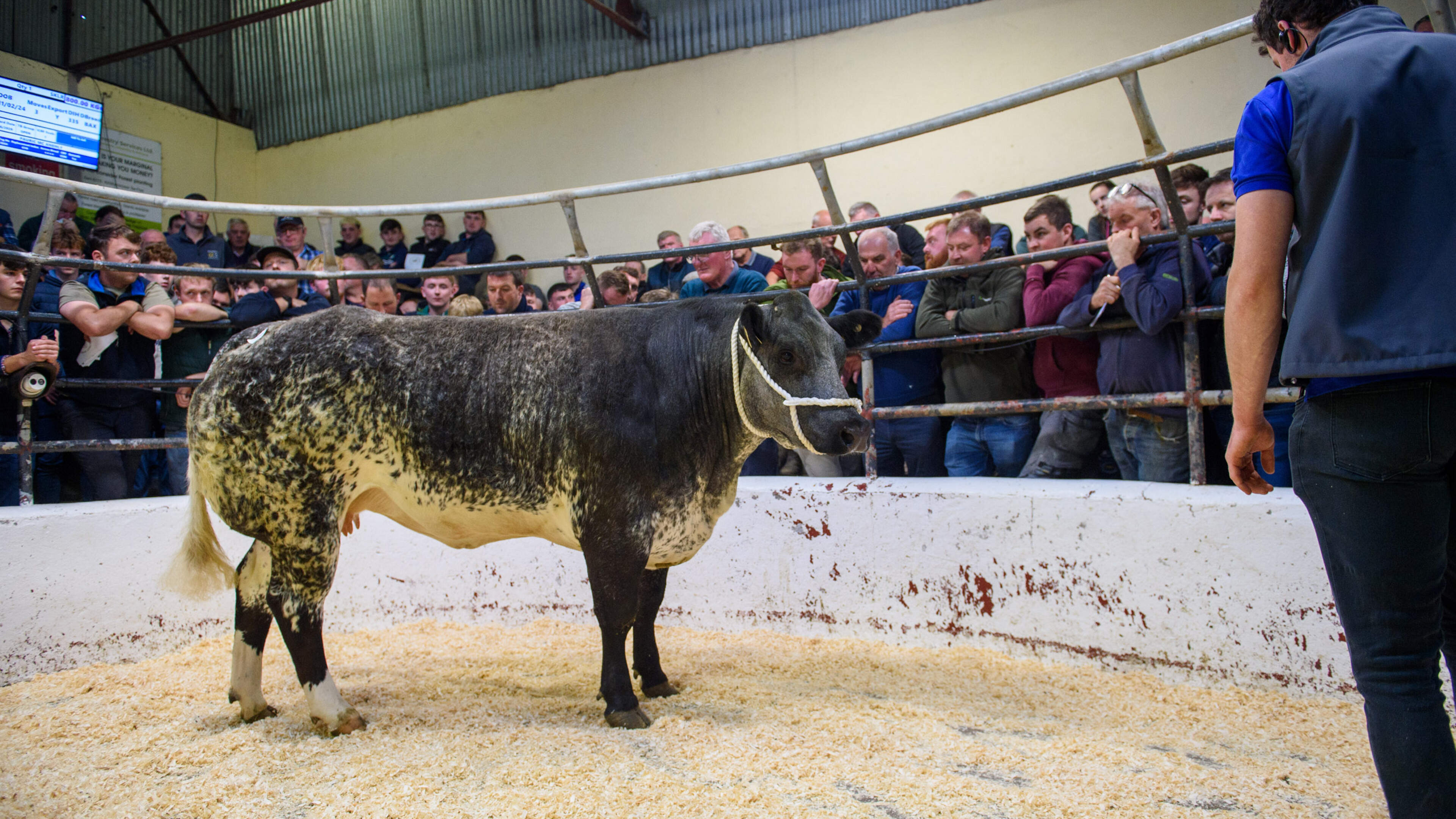 Camera at the mart: Five heifers top €10,000 at Ballybay’s Mables Sale