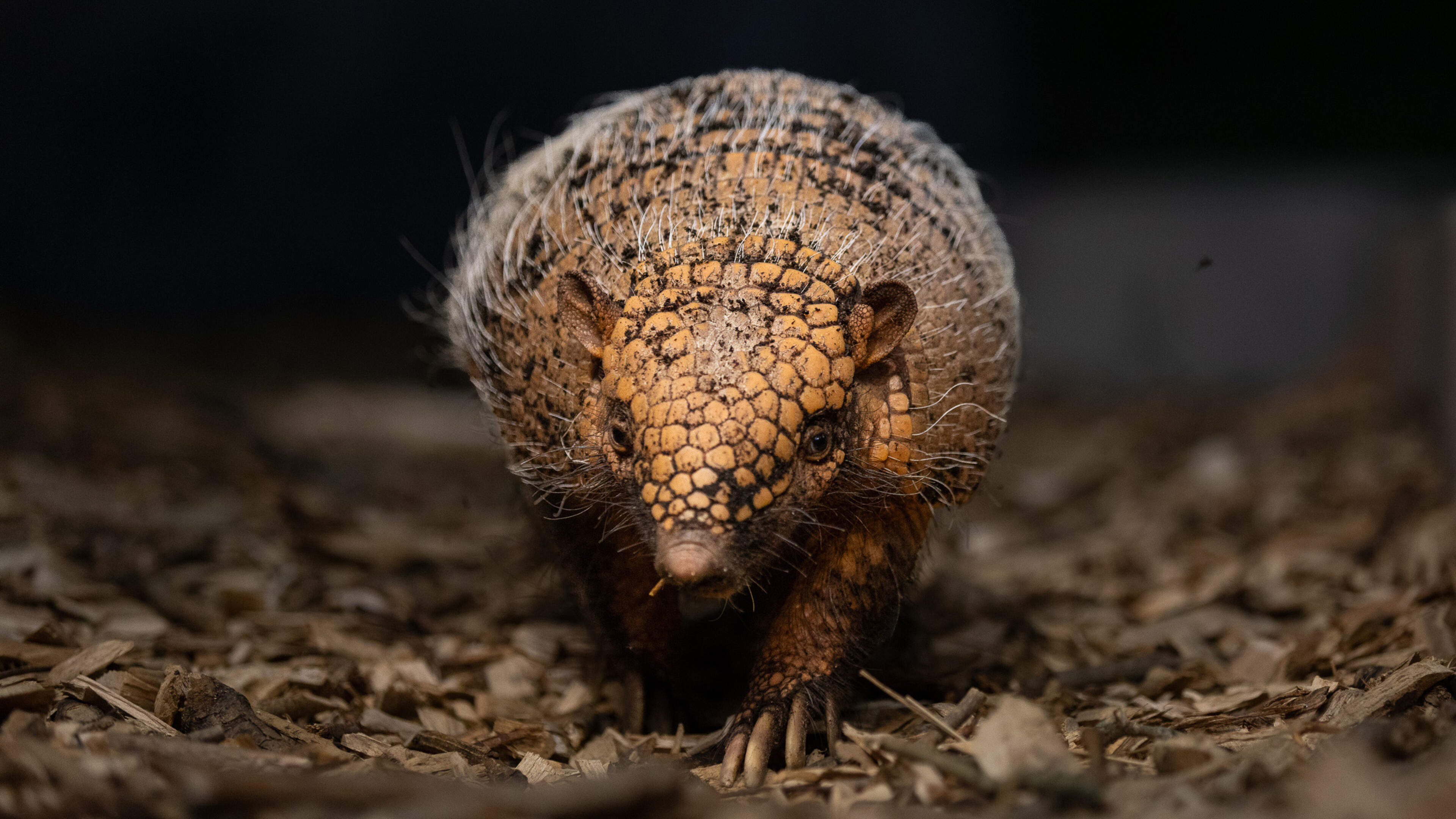 Dublin Zoo welcome a baby armadillo and a pair of anteaters