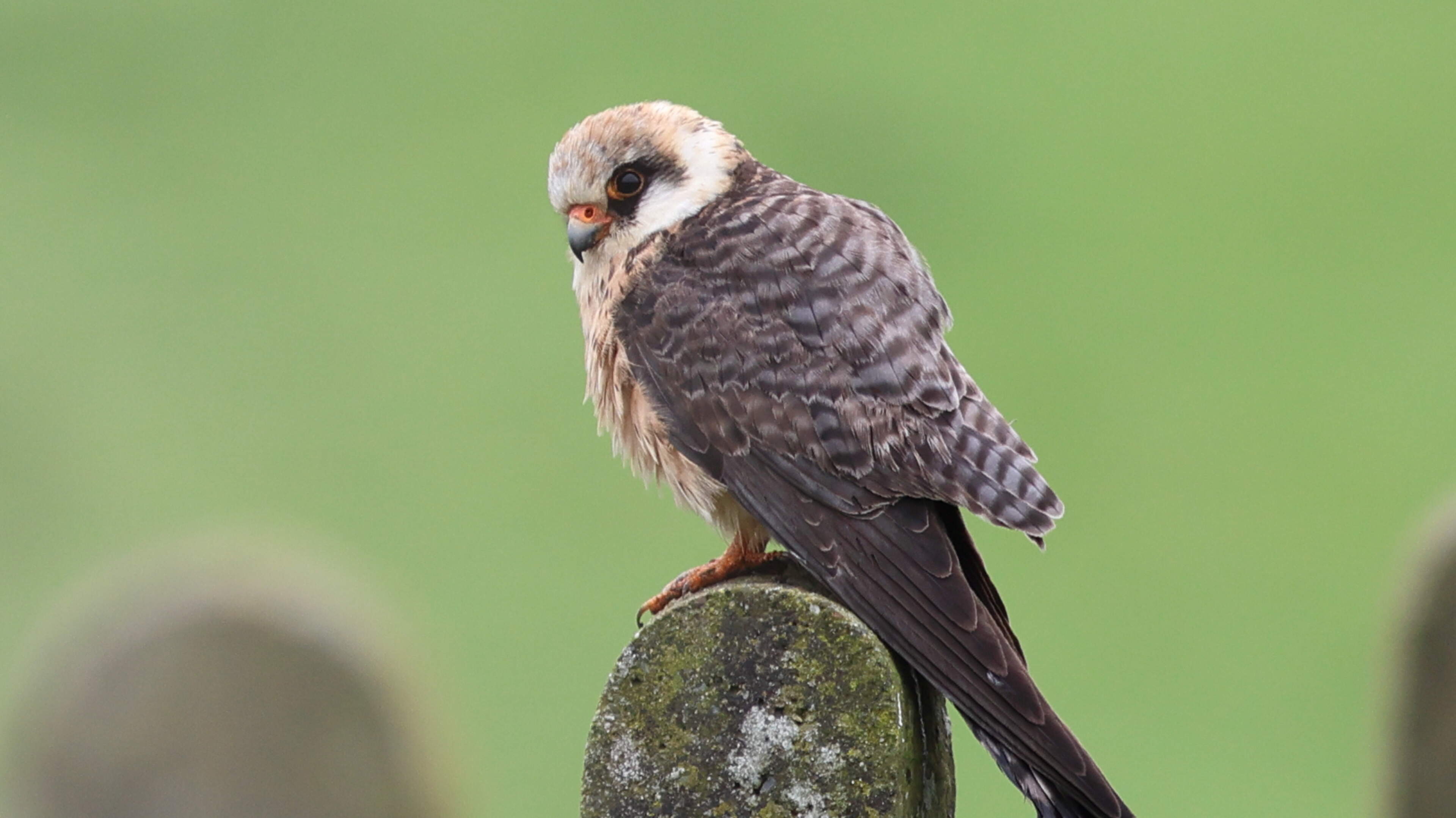  Rare falcon spotted in north Louth