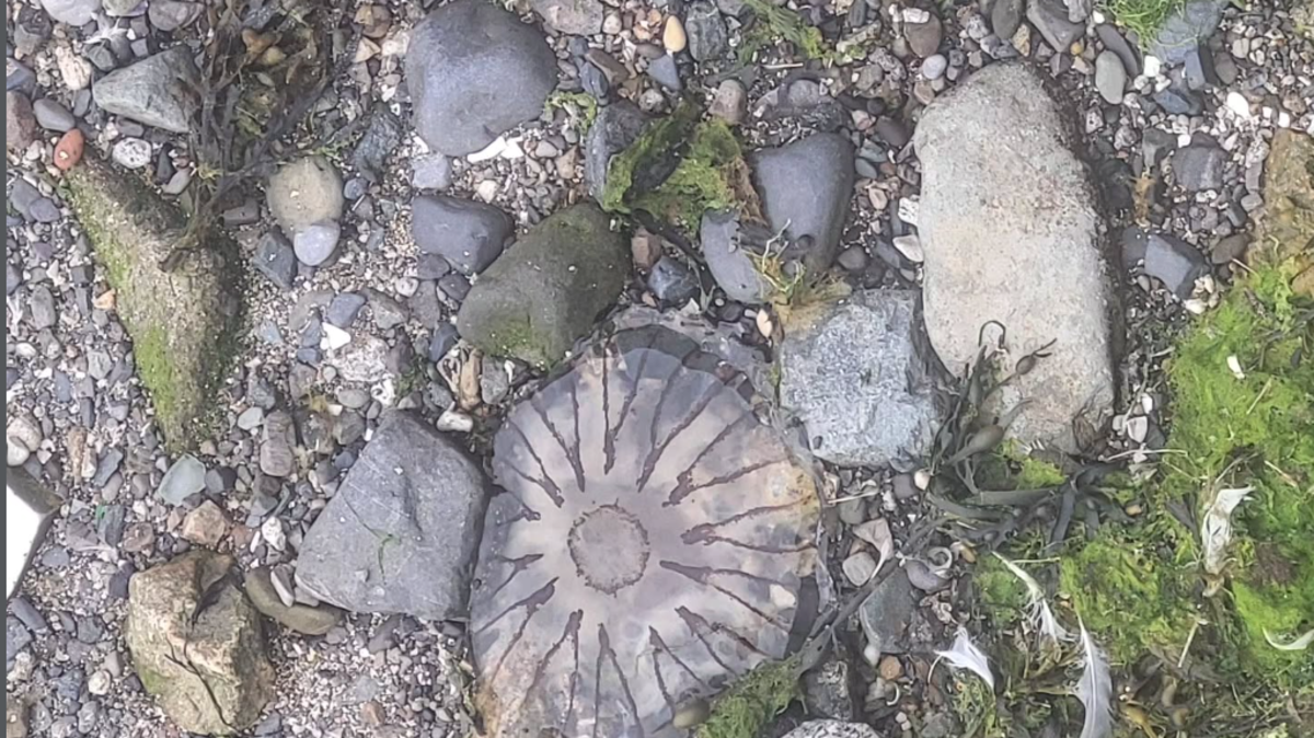 Council issues warning after compass jellyfish wash up at Dublin beach