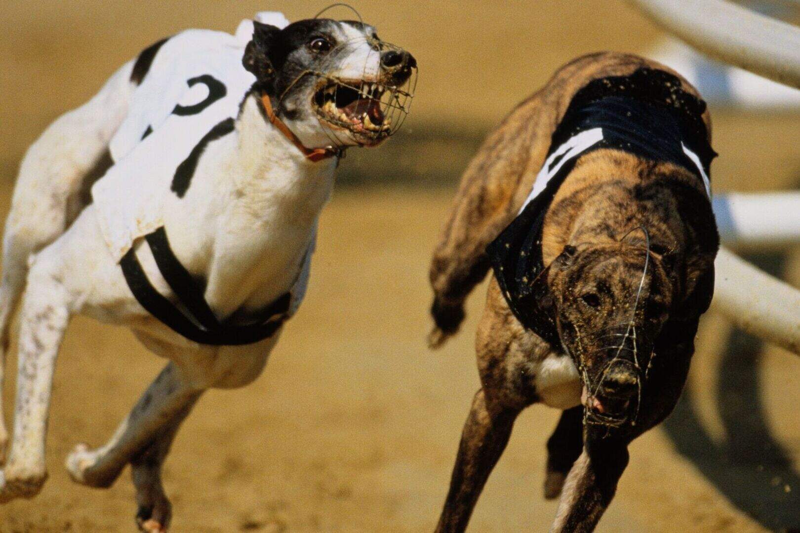 Investigation launched into €60,000 fraud at Irish greyhound stadiums