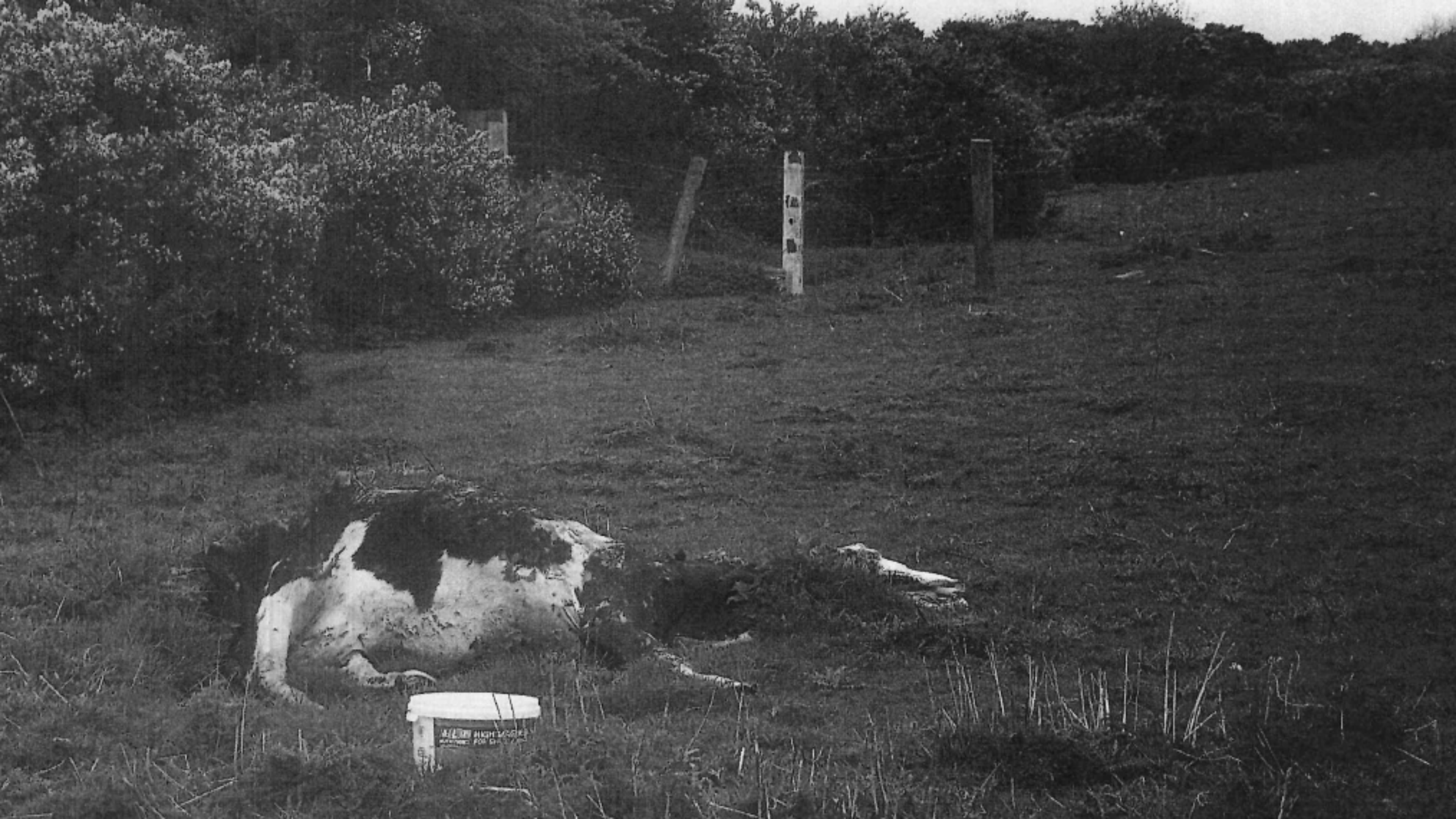 Wexford farm at centre of major animal welfare case still under scrutiny after veterinary inspection