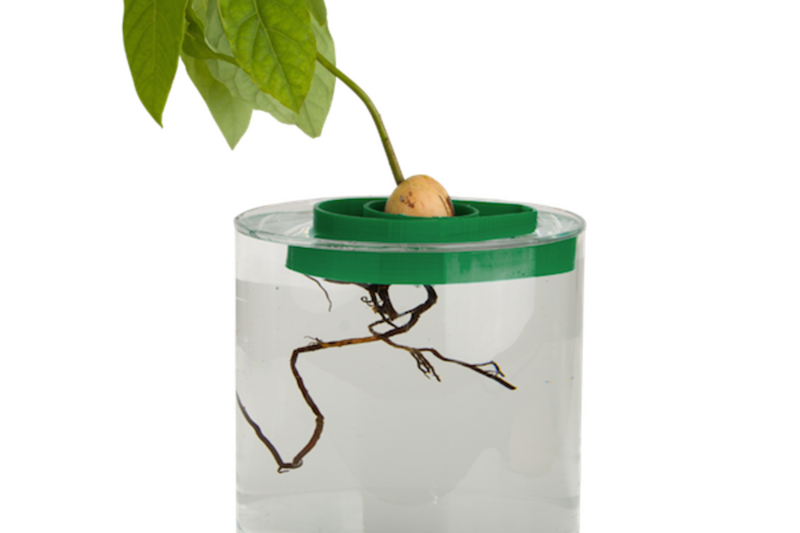 Are you an avocado addict? The super cool invention that will help grow  your own avocado tree on your windowsill | Irish Independent