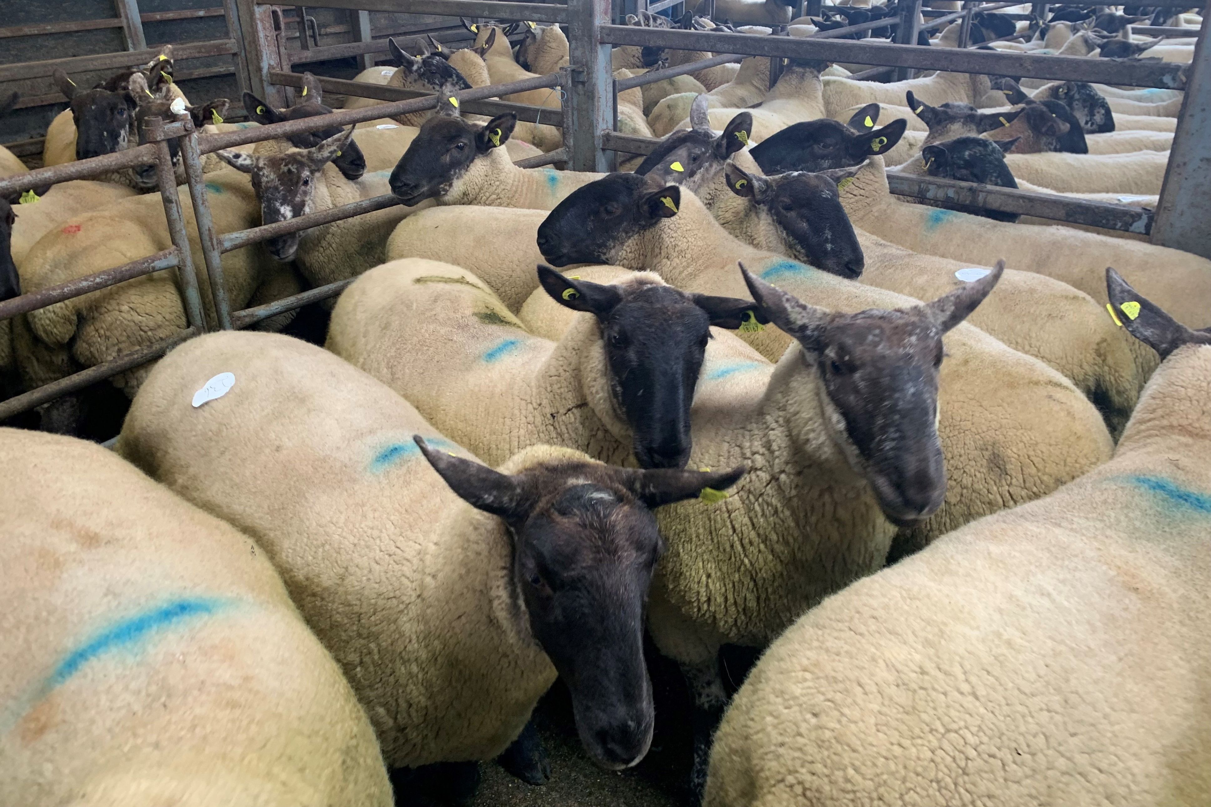 Marts reports from Baltinglass and Blessington
