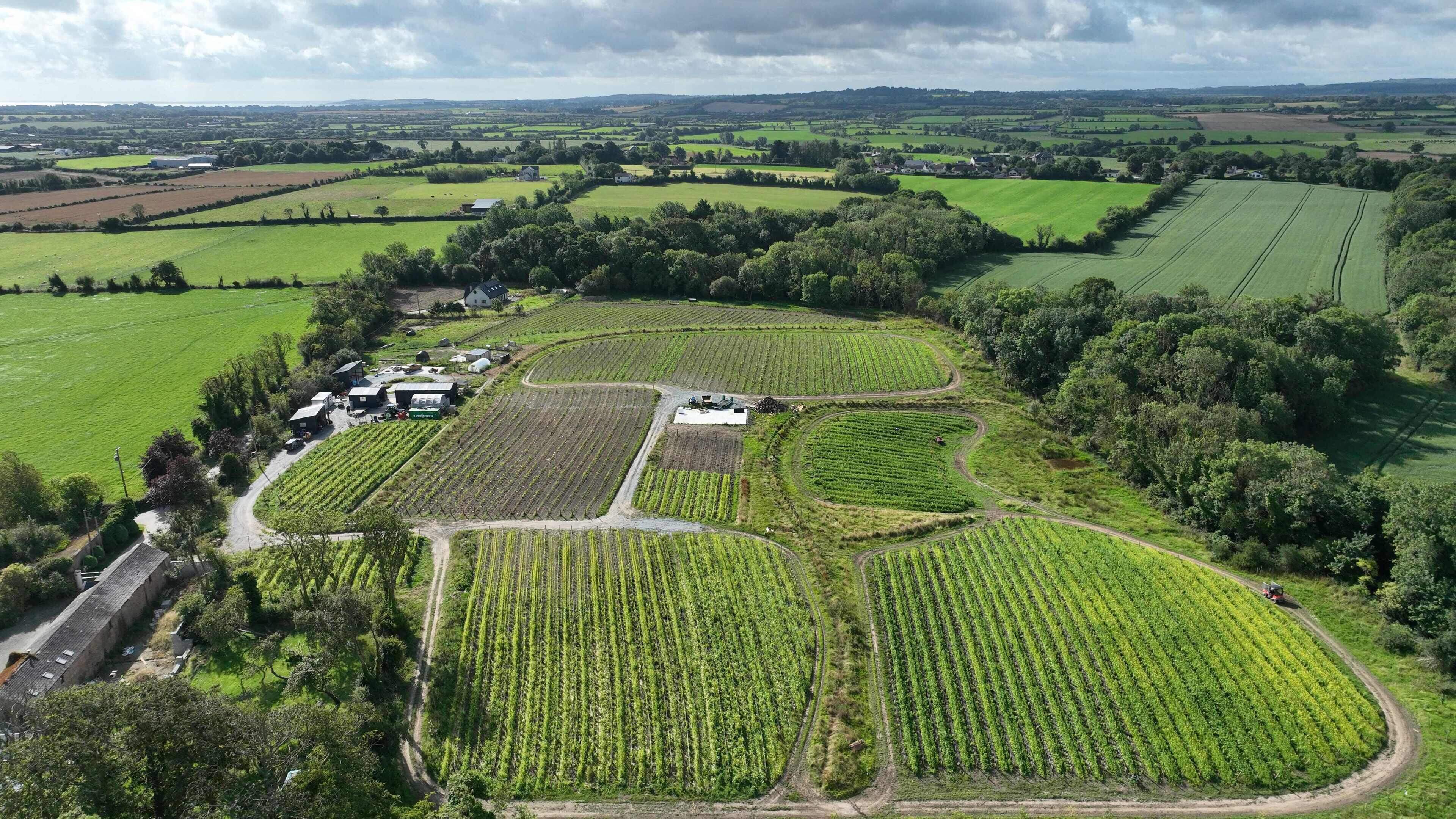 Ireland has a vineyard — and it’s for sale for €1m 
